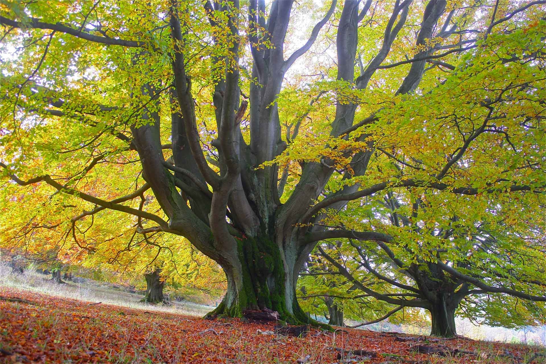 rhoen-rotbuchen_3412_20181220_1107191242