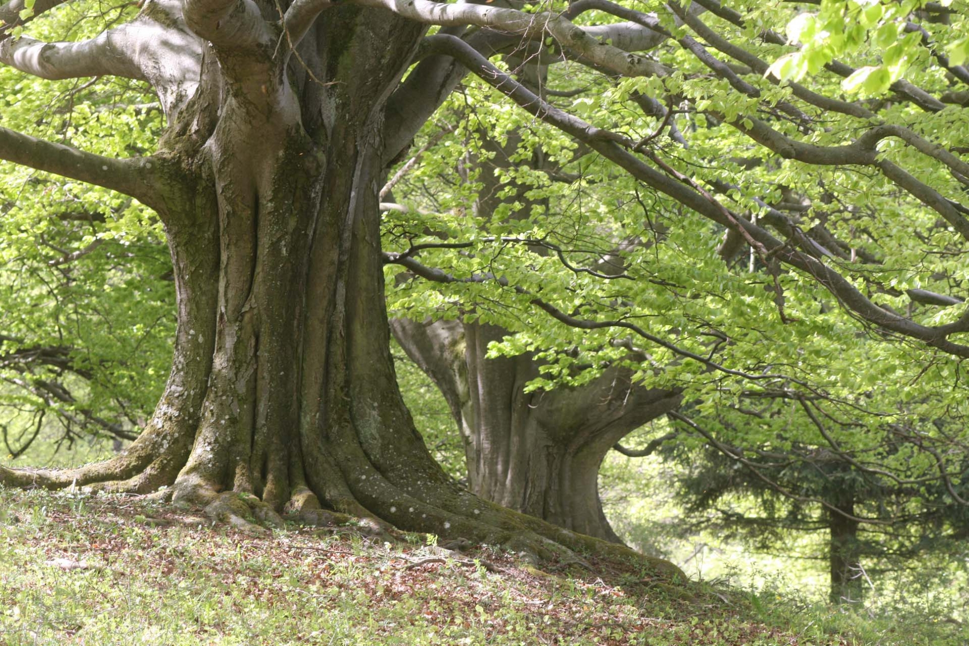 rhoen-rotbuchen_9115_20181220_1443068060