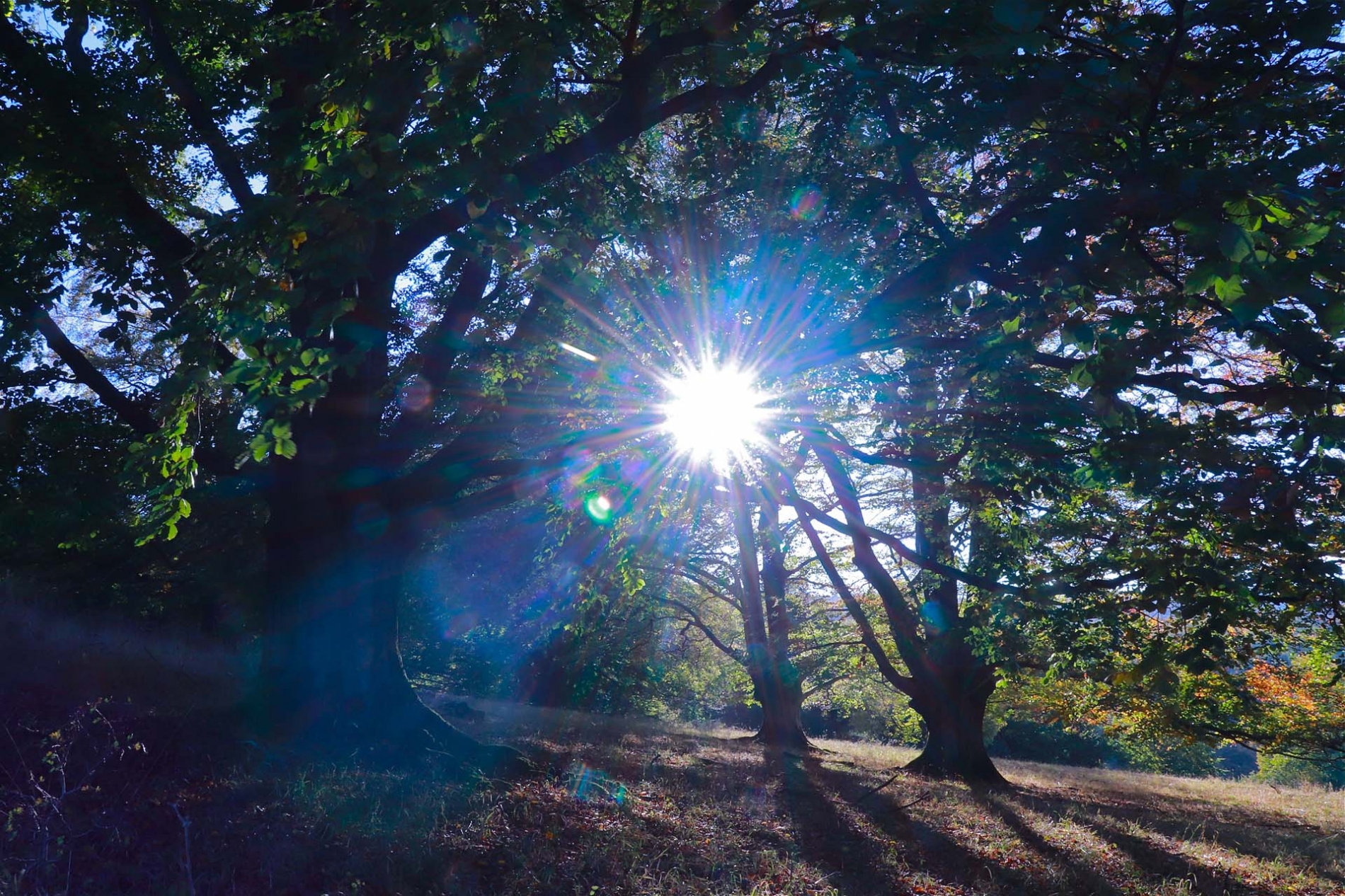 rhoen-rotbuchen_9799_20181220_1128936387