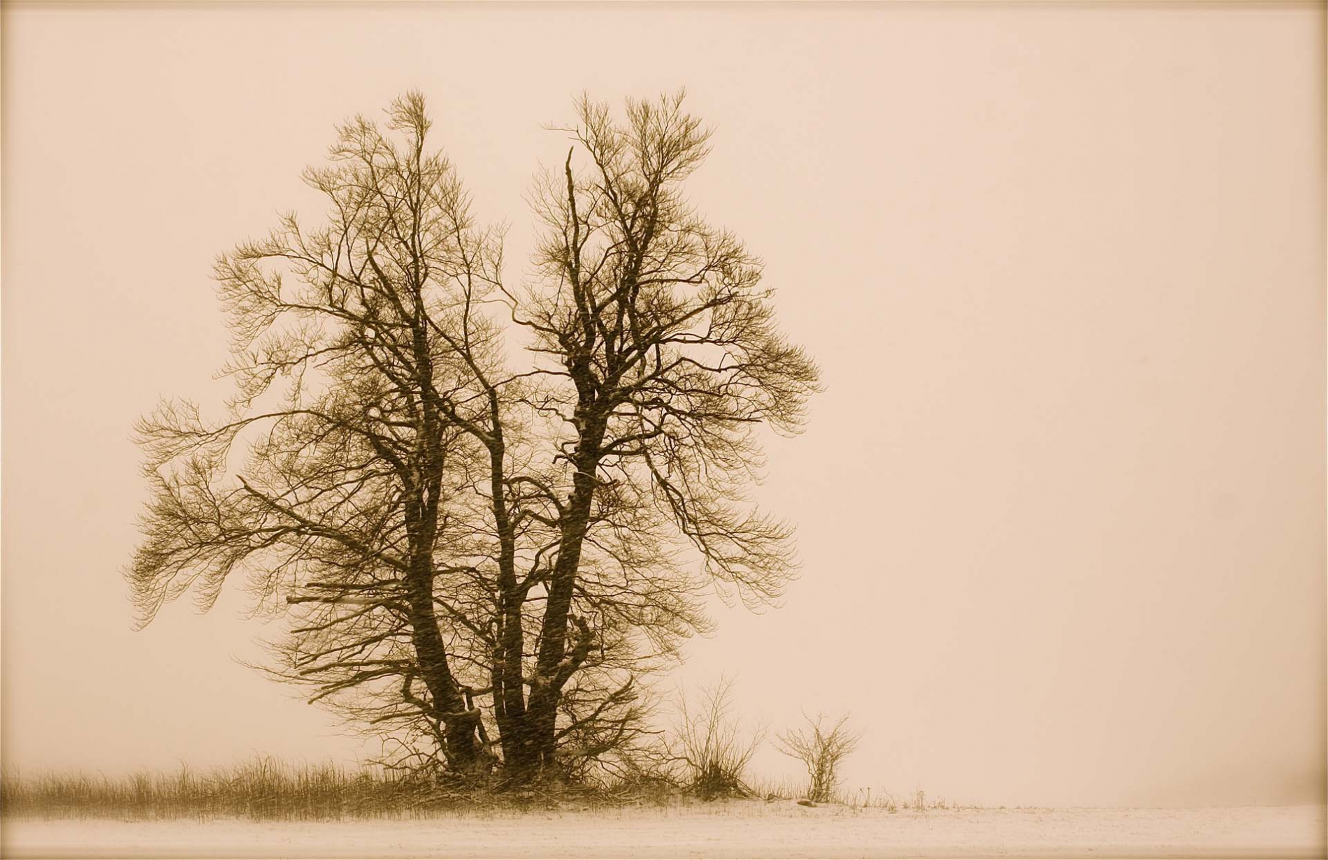 rhoen-rotbuchen_9846_20181219_1849159943