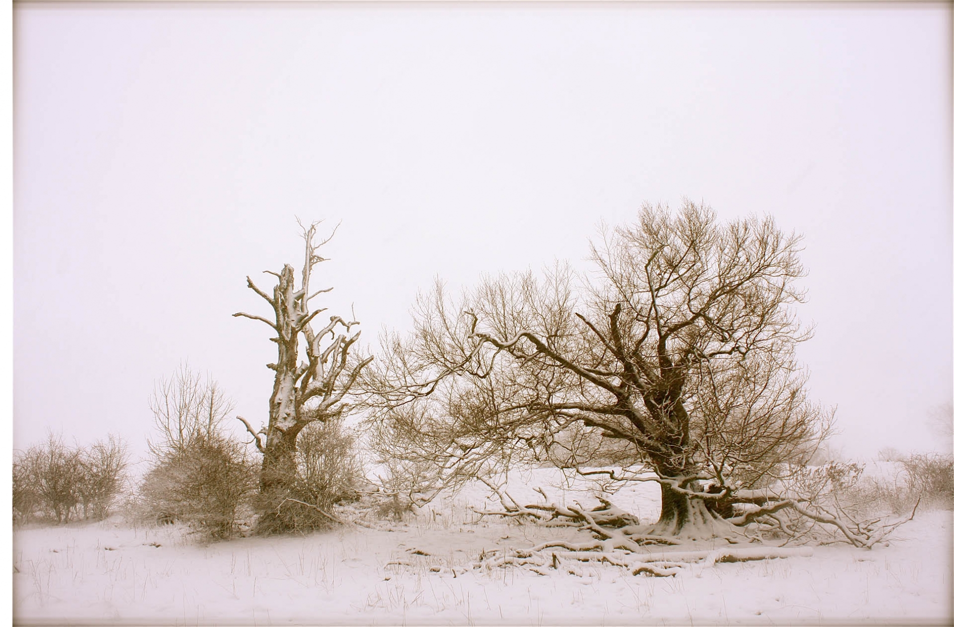 rhoen-rotbuchen_9956_20181219_1619476379