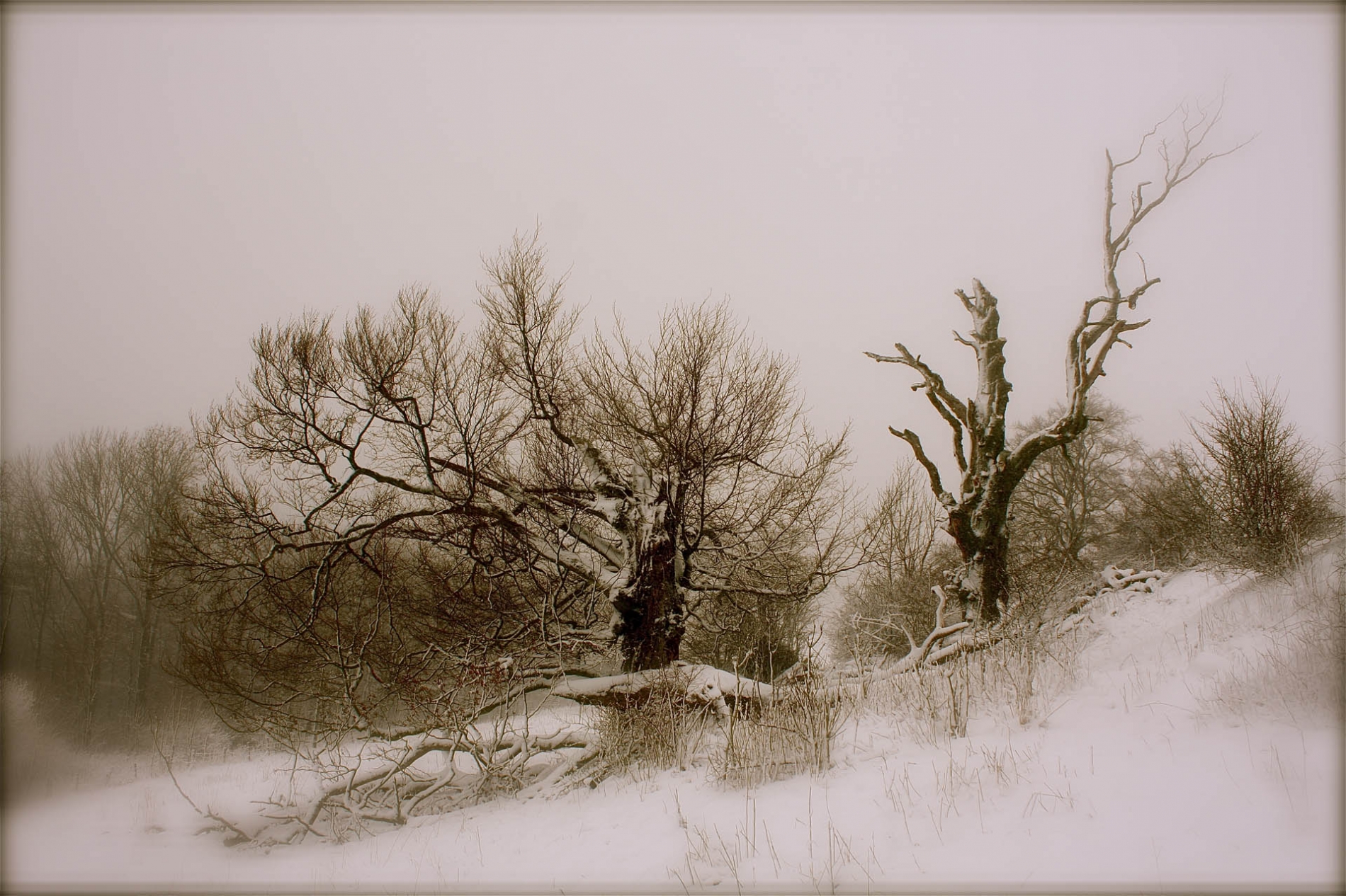 rhoen-rotbuchen_9973_20181219_1163926286