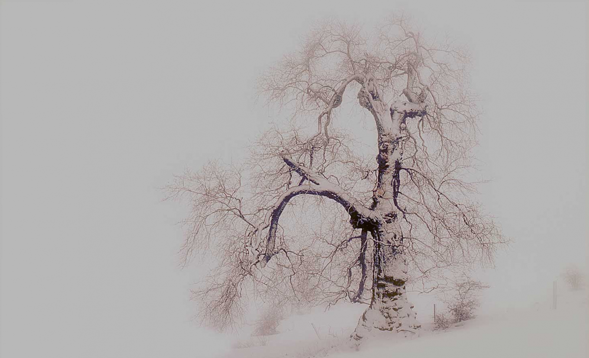 rhoen-ulme_0879_20181219_1203053141