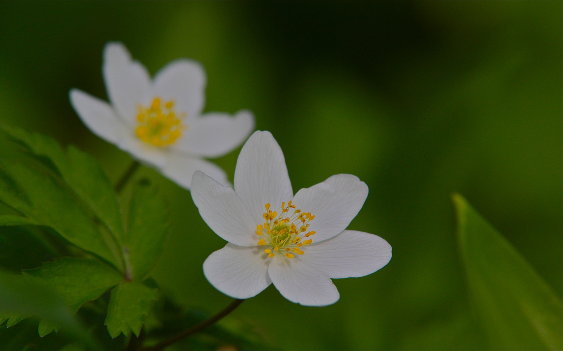 rhoen-buschwindroschen_7233_20181230_1289051345