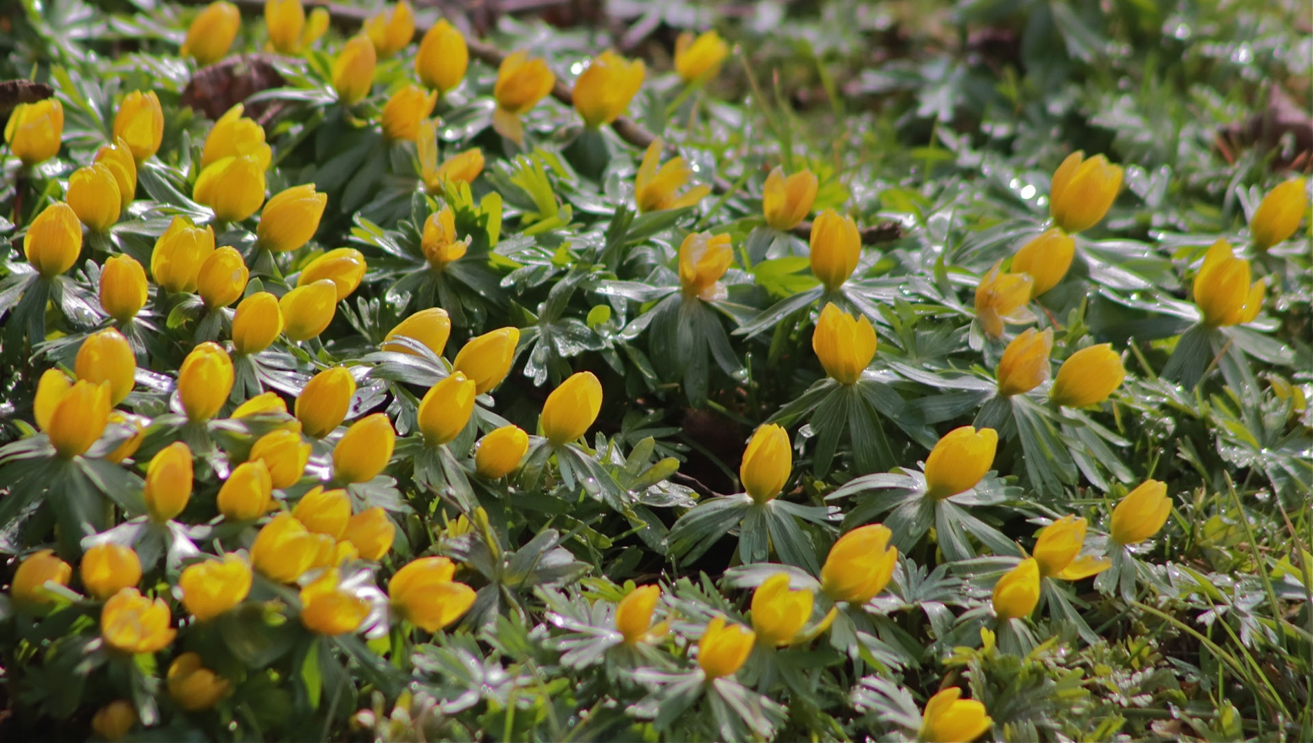 rhoen-buschwindroschen_8336_20181230_1760010956