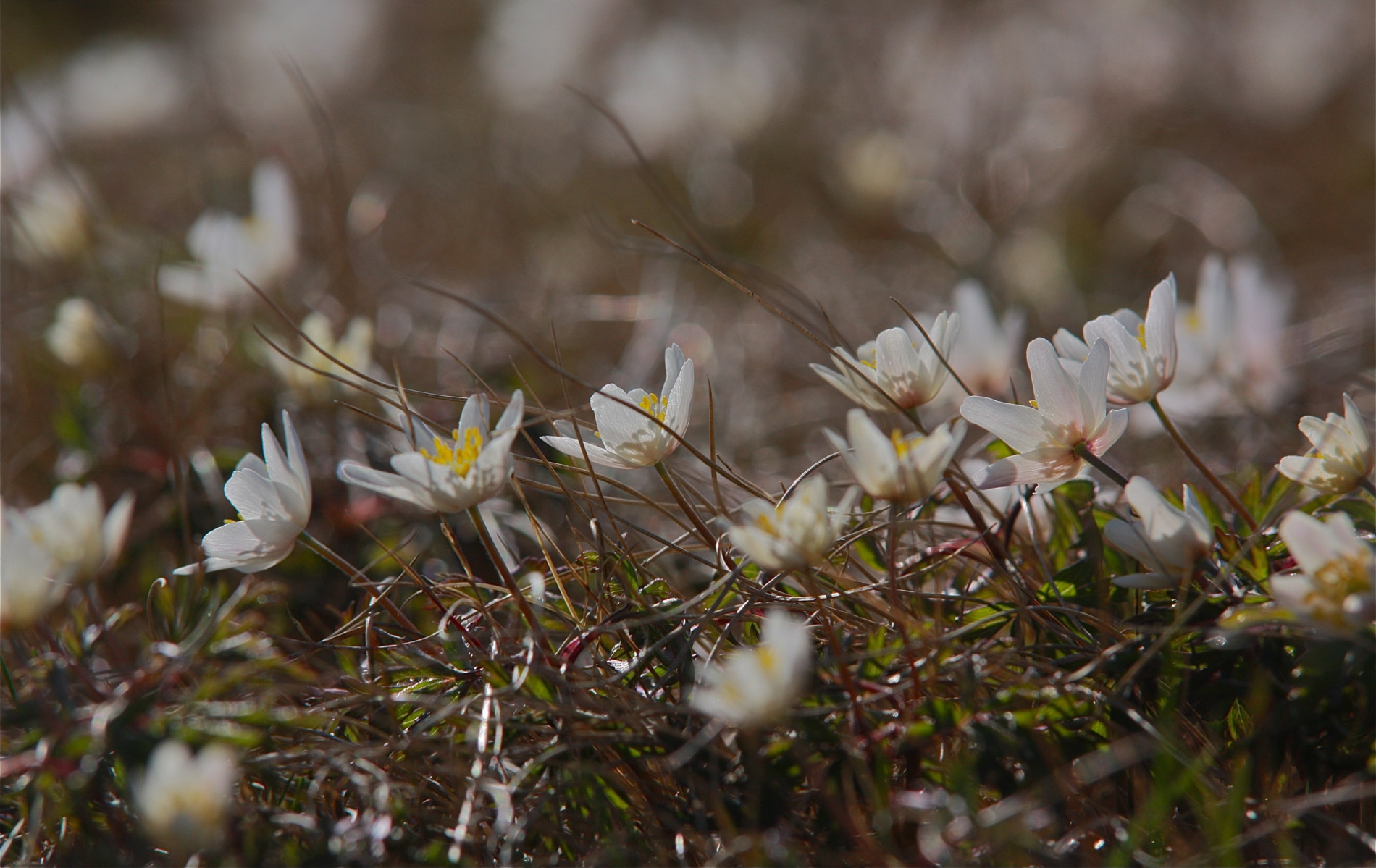 rhoen-buschwindroschen_8674_20181230_1306580749