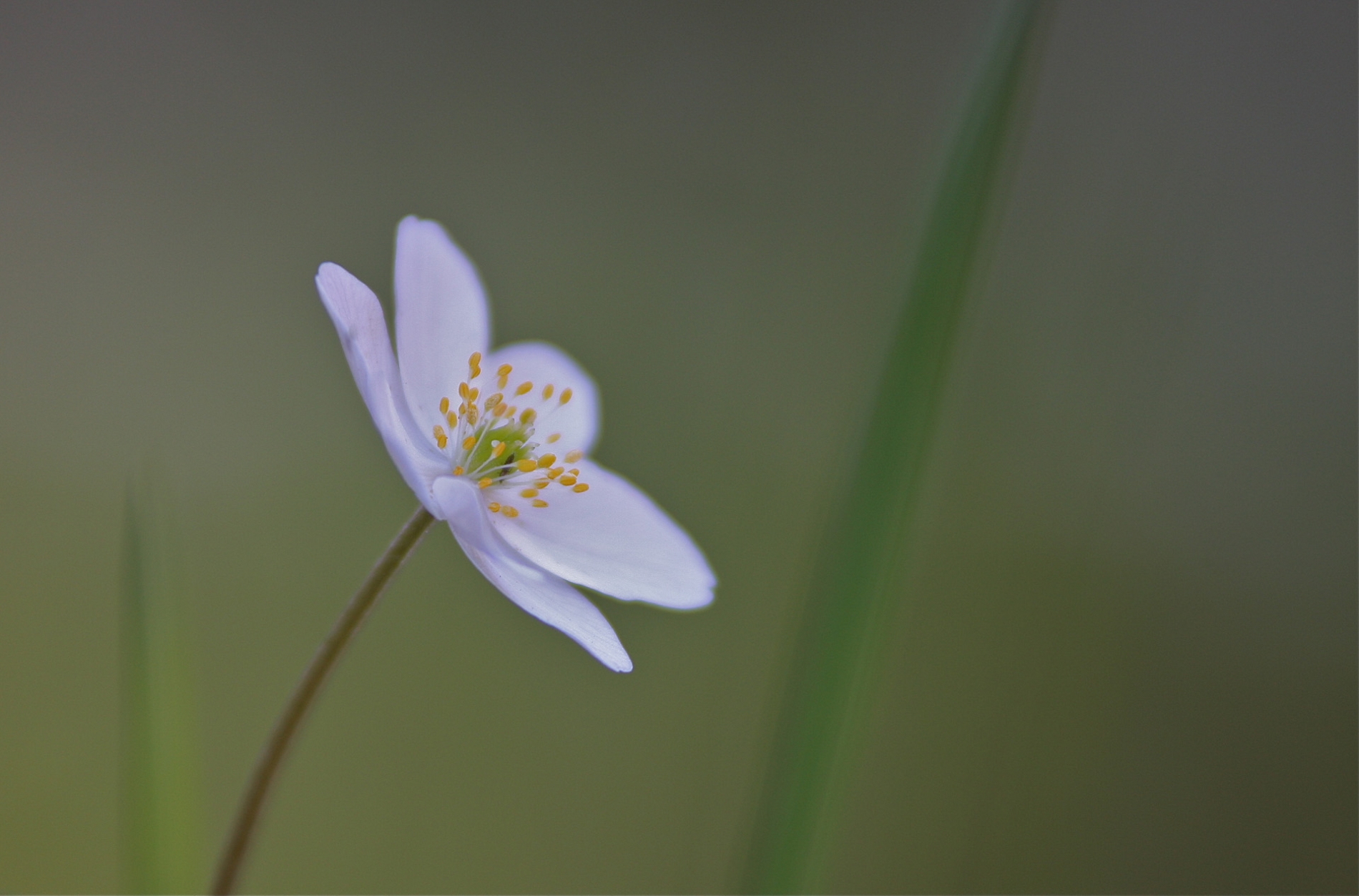 rhoen-buschwindroschen_8808_20181230_2016351454