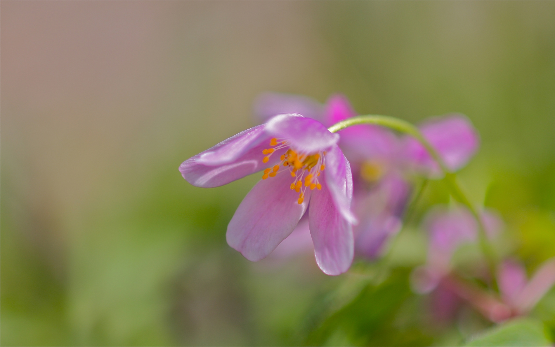 rhoen-buschwindroschen_8912_20181230_1963585978
