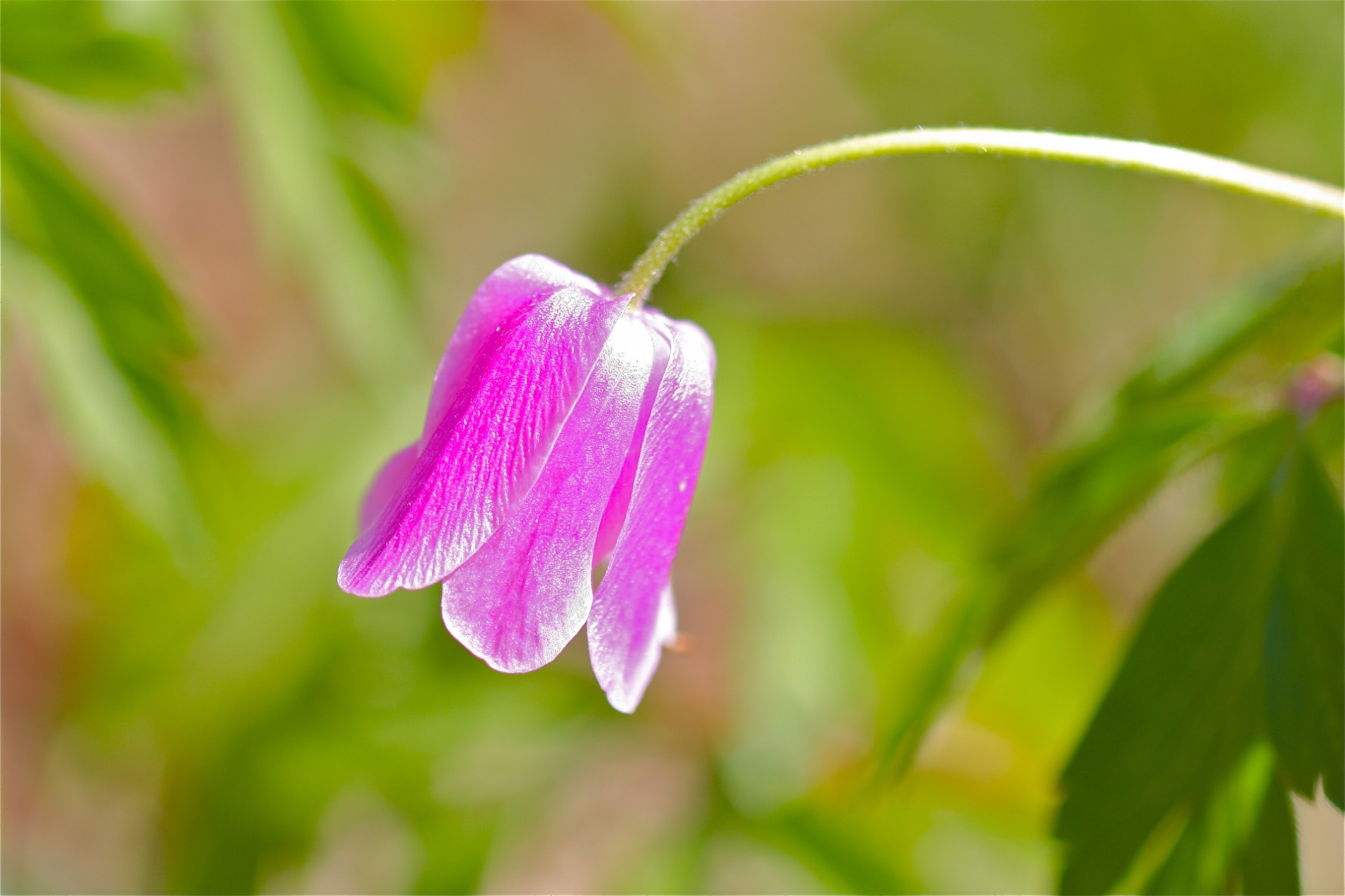 rhoen-buschwindroschen_8919_20181230_1206959595