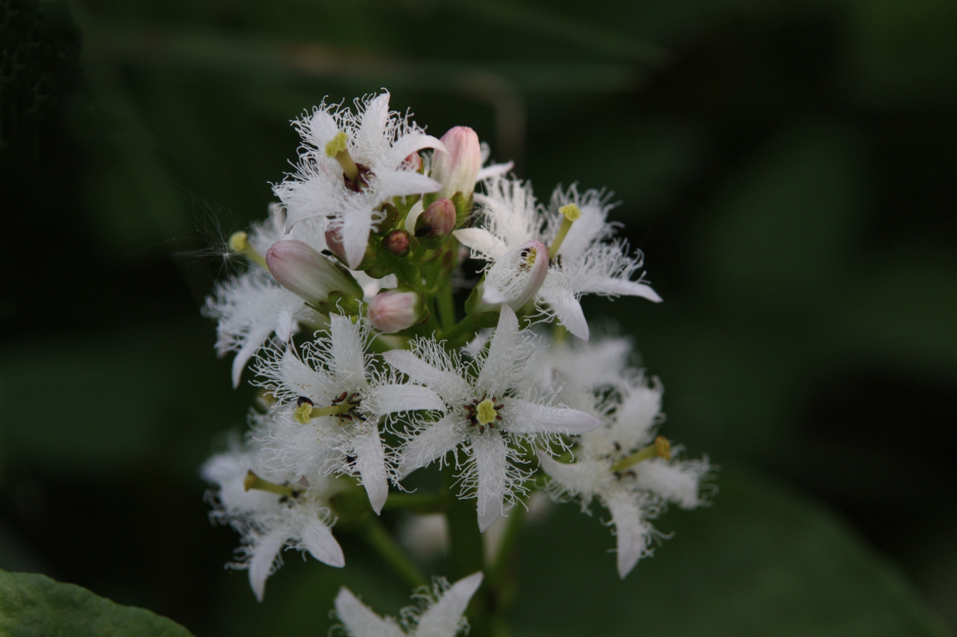 rhoen-fieberklee_3261_20181231_1486447892