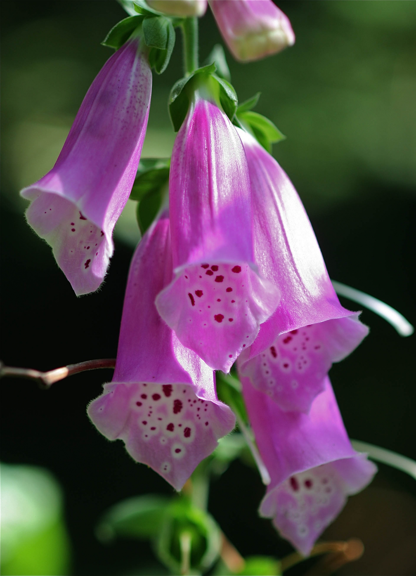 rhoen-fingerhut_0773_20181229_1747189028