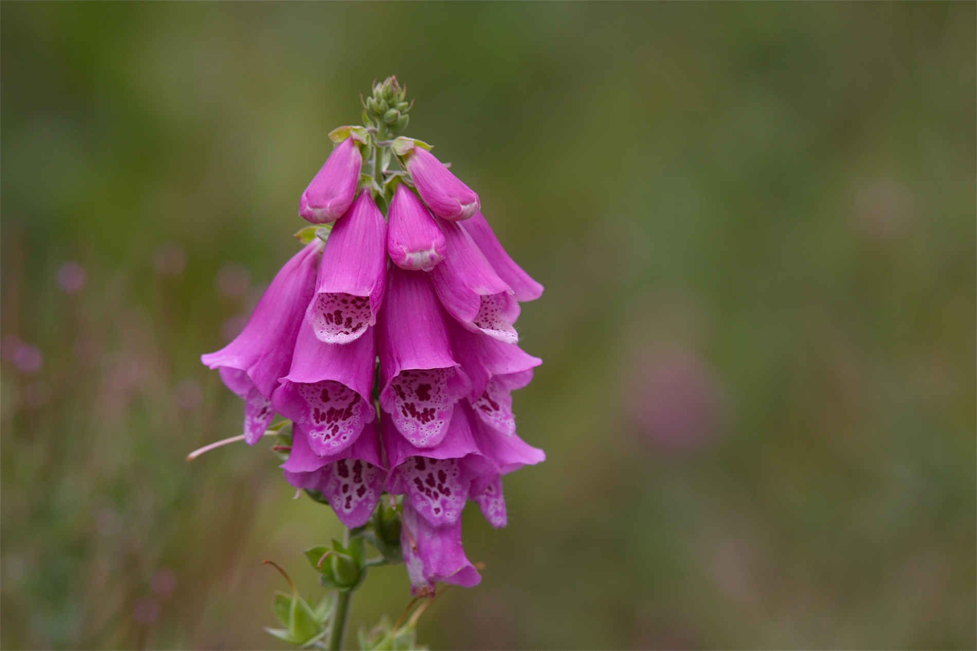 rhoen-fingerhut_2447_20181229_1323227464