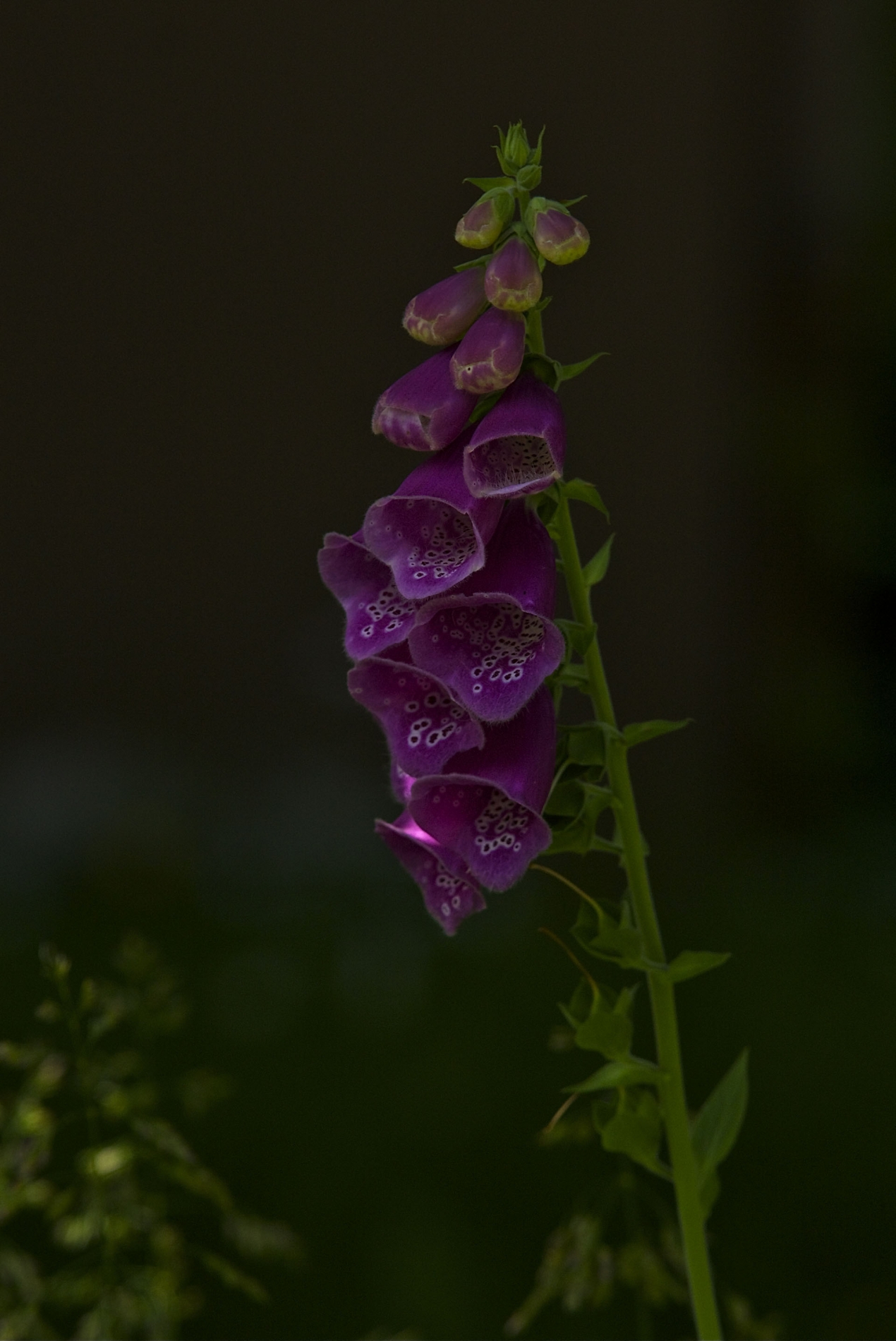 rhoen-fingerhut_3570_20181229_1592611453