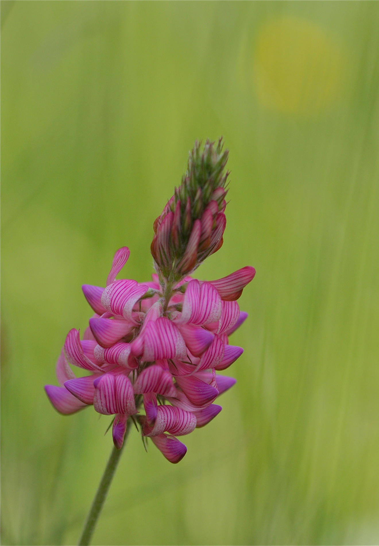 rhoen-futter-espasette_5323_20181229_1019616426