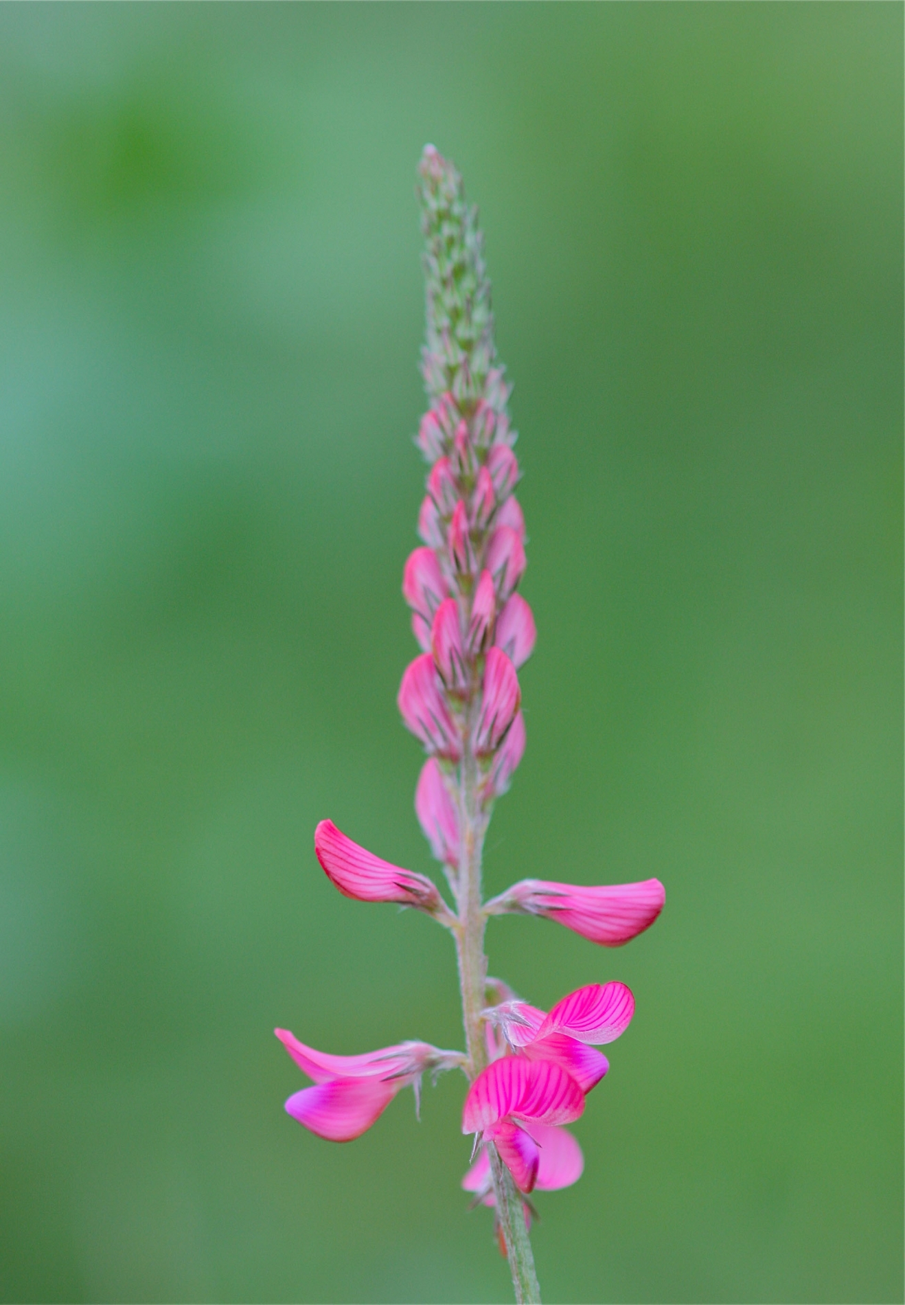 rhoen-futter-espasette_5658_20181229_1109073995