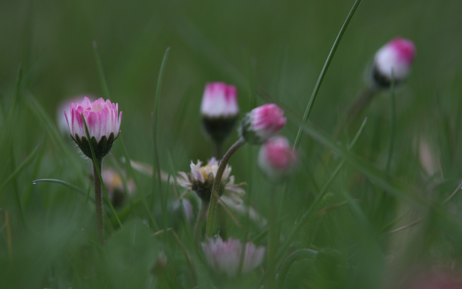 rhoen-ganseblumchen_2015_20181229_1085241062