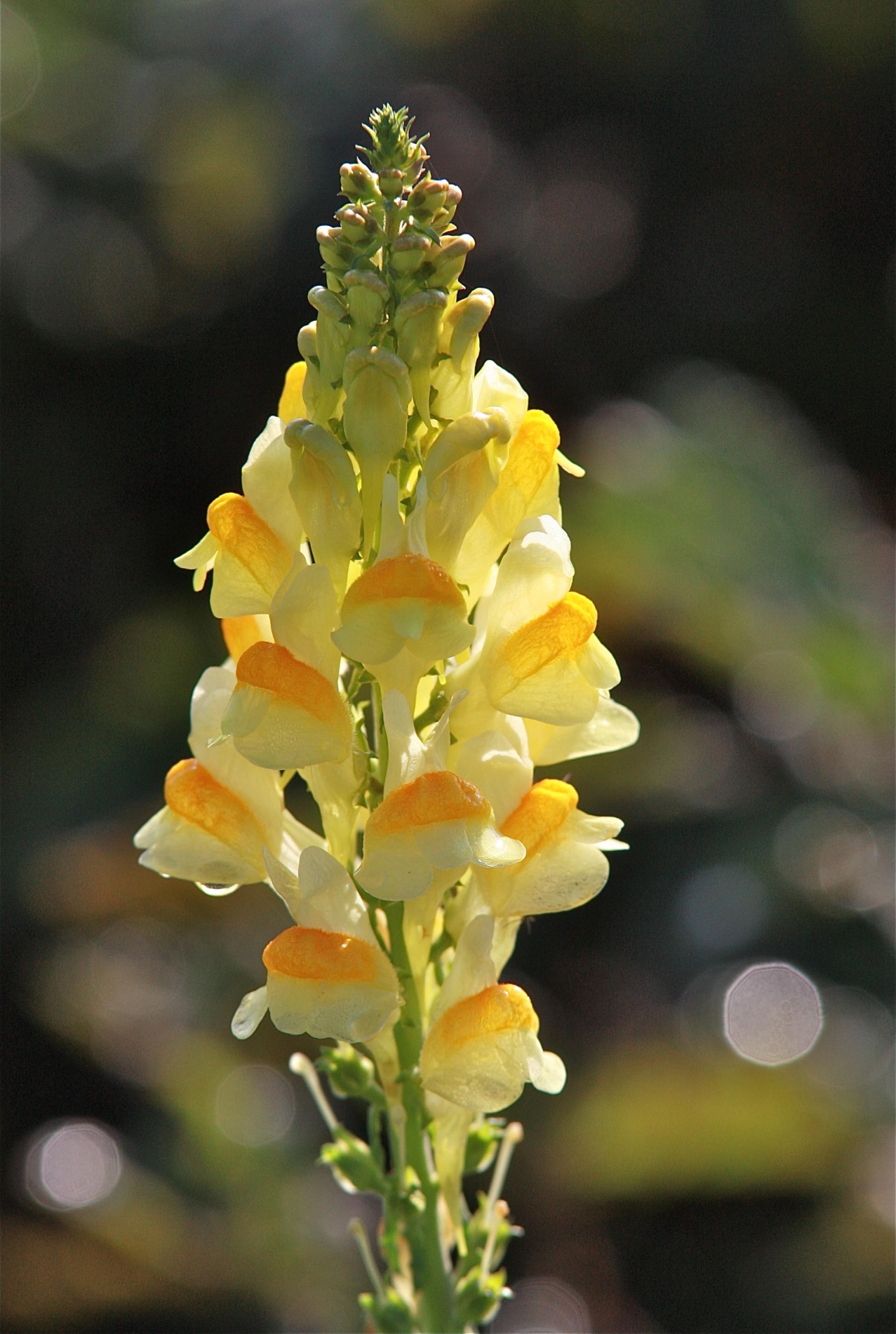 rhoen-gewohnliches_leinkraut_7680_20190102_2015421246