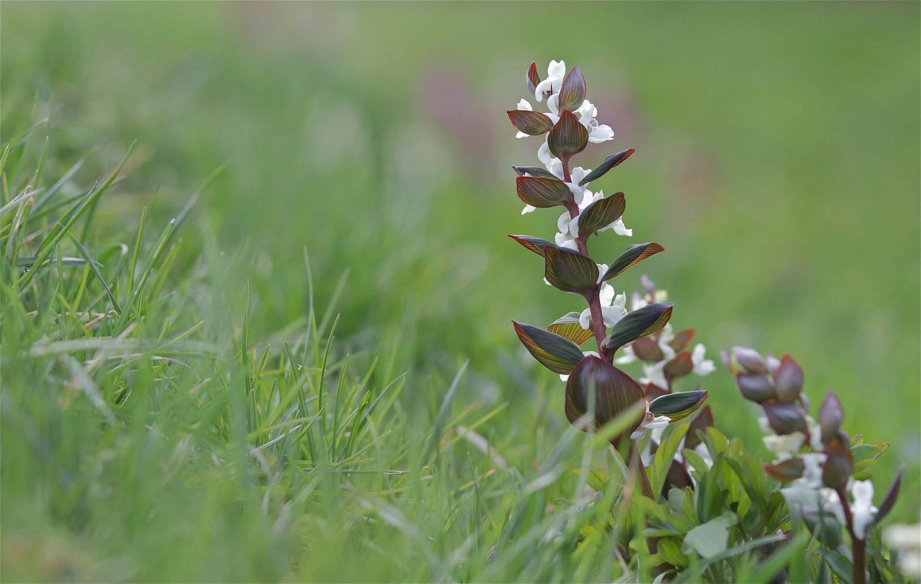rhoen-hohler_lerchensporn_0892_20181229_1488372761