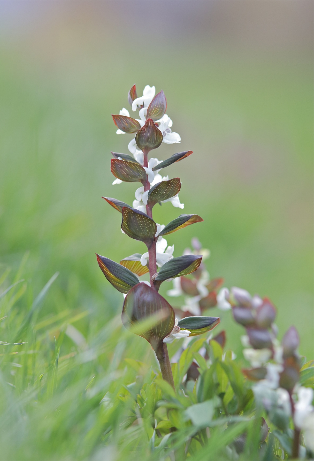 rhoen-hohler_lerchensporn_0901_20181229_1232106361