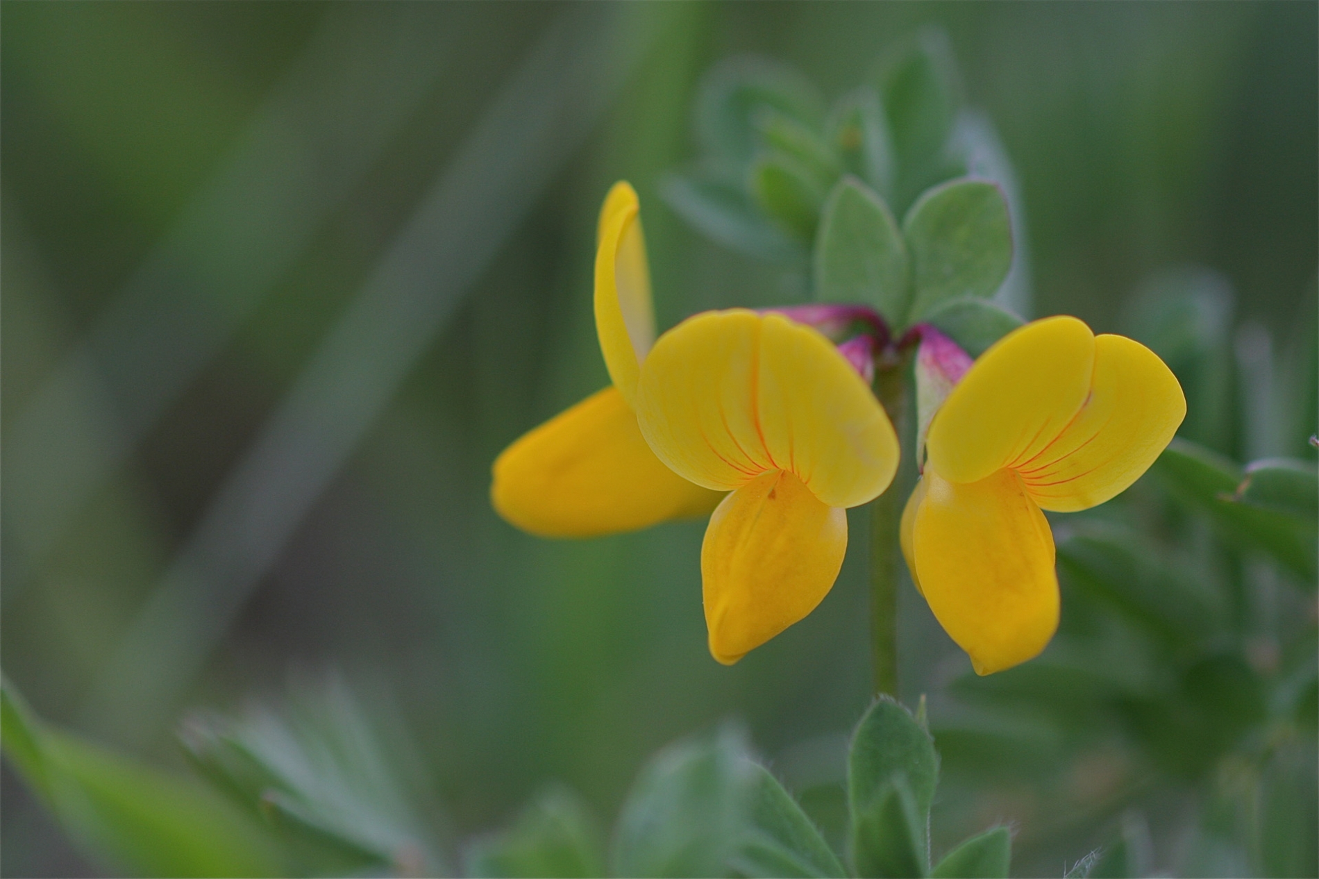 rhoen-hornklee_5642_20181229_1484438489