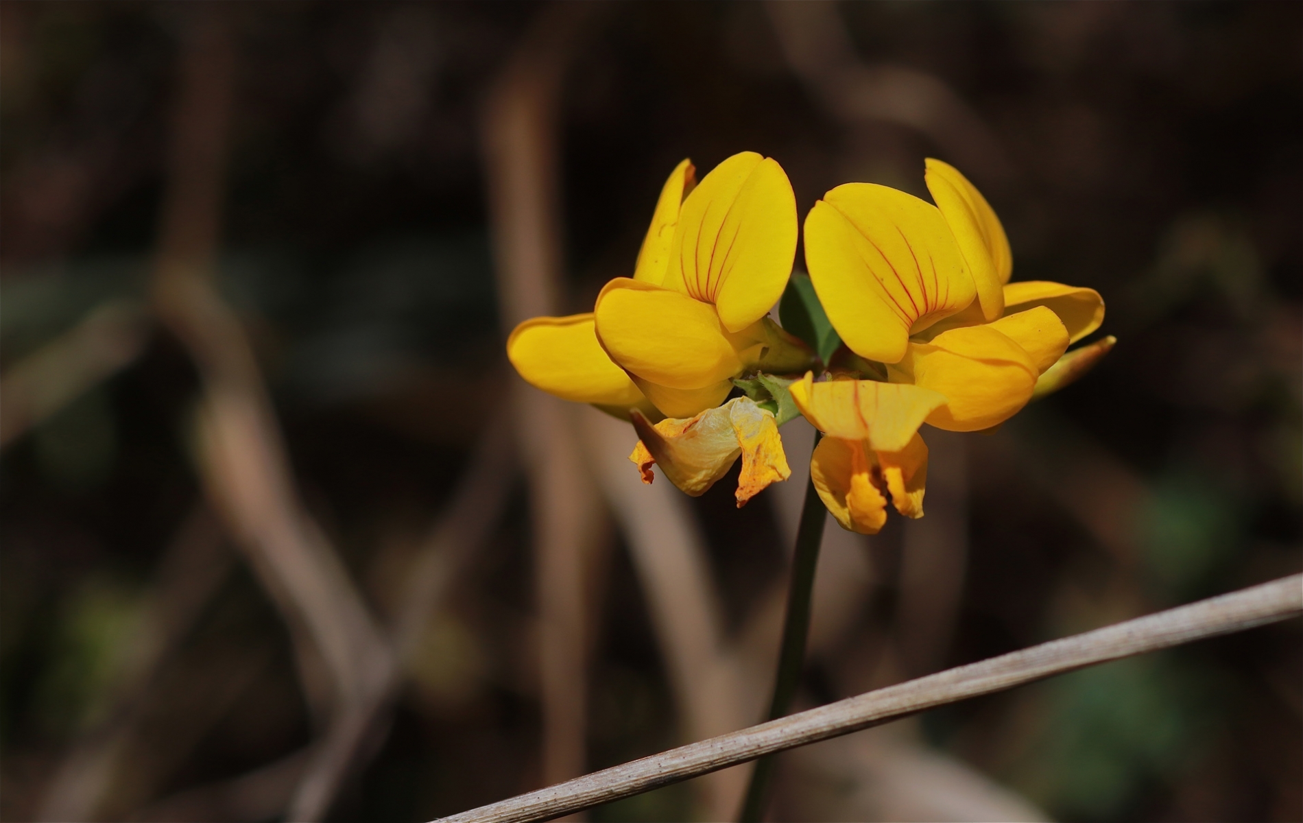 rhoen-hornklee_6462_20181229_1141987661