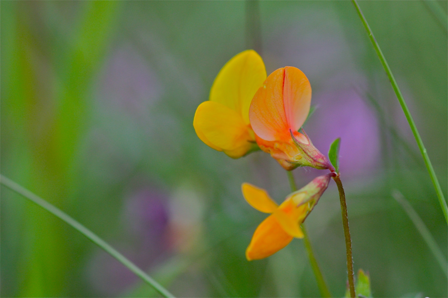 rhoen-hornklee_8972_20181229_1471658840