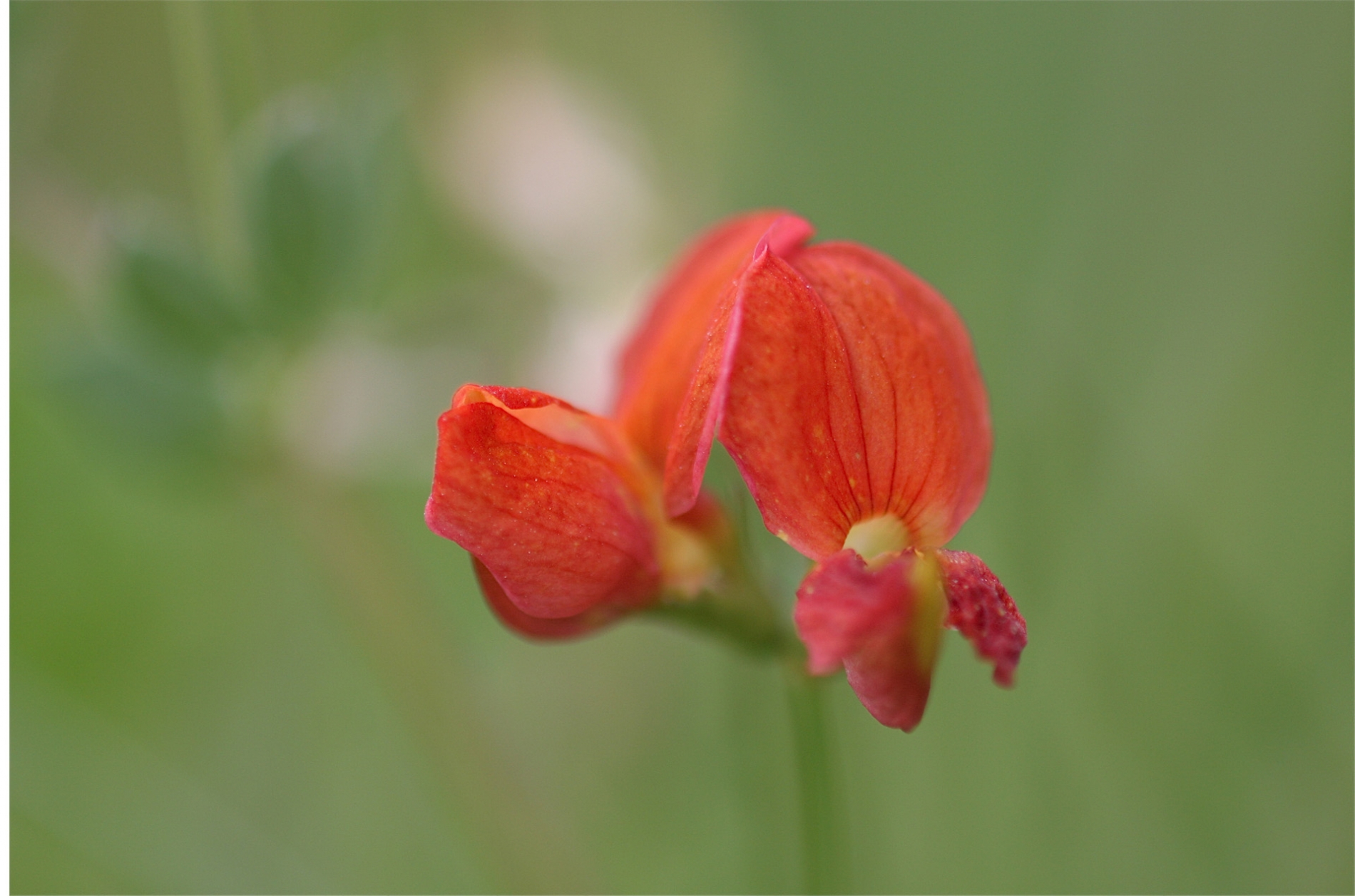 rhoen-hornklee_9421_20181229_1692244351