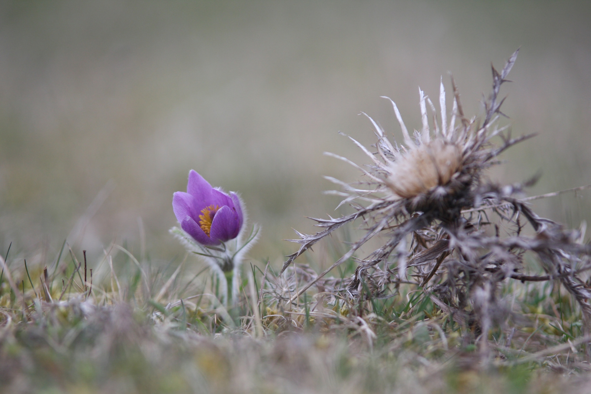 rhoen-kuchenschelle_1961_20181229_1521930193