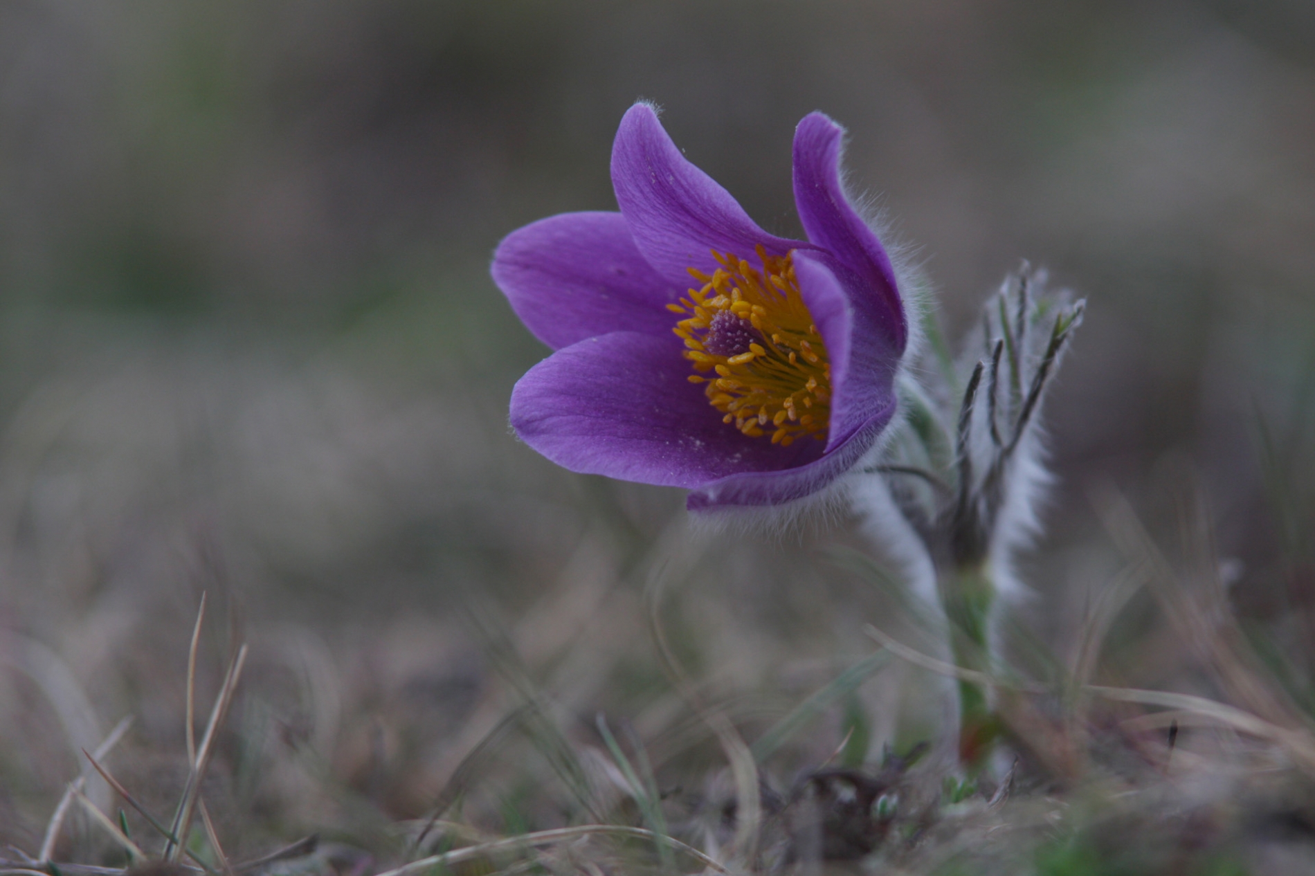 rhoen-kuchenschelle_1987_20181229_1098438039