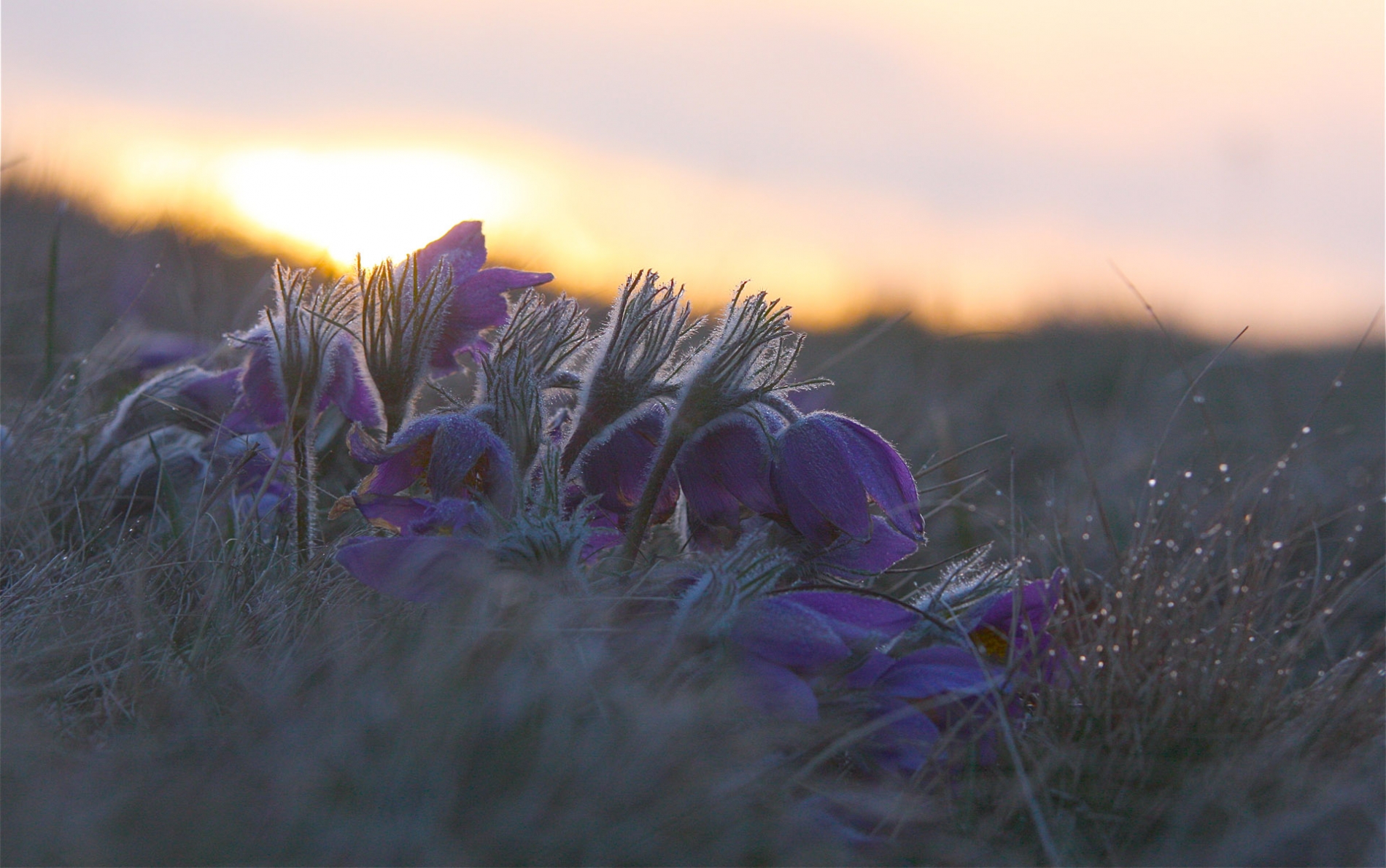 rhoen-kuchenschelle_3442_20181229_1678304624