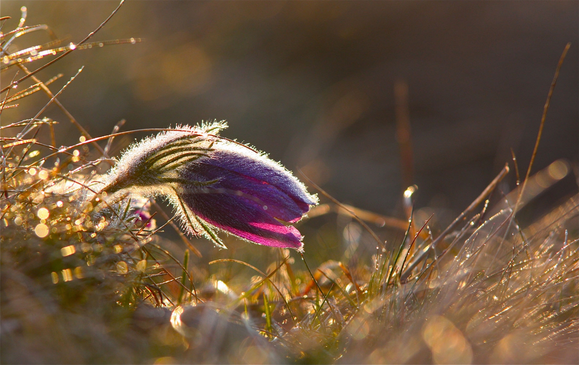 rhoen-kuchenschelle_3519_20181229_1790659389