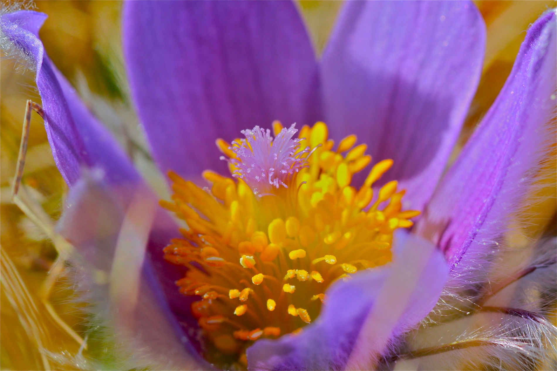 rhoen-kuchenschelle_6927_20181229_2042611370