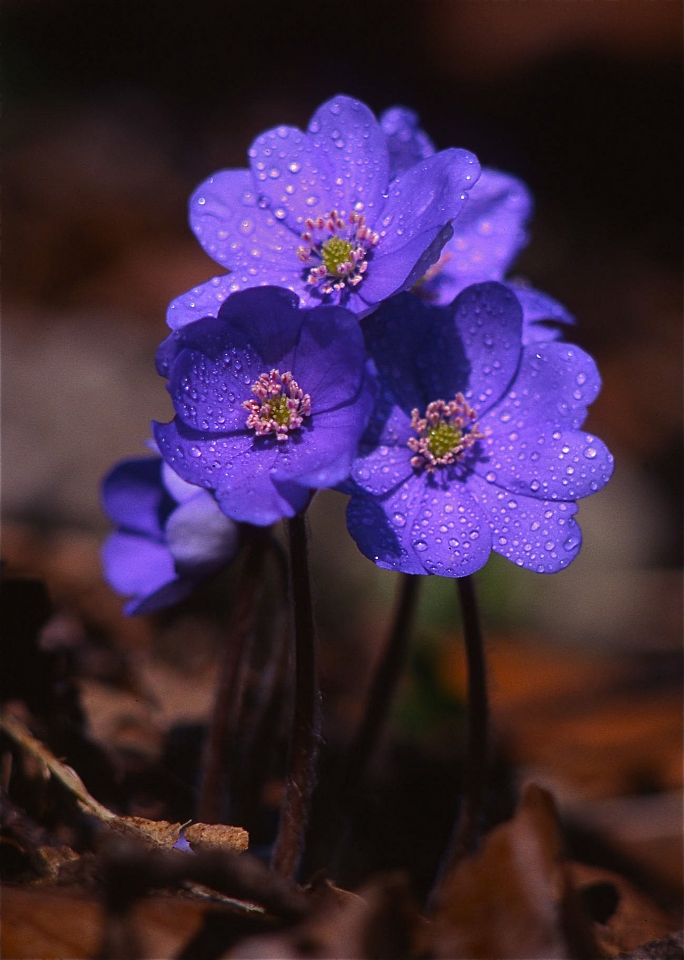 rhoen-leberblumchen_0157_20181229_1172200313