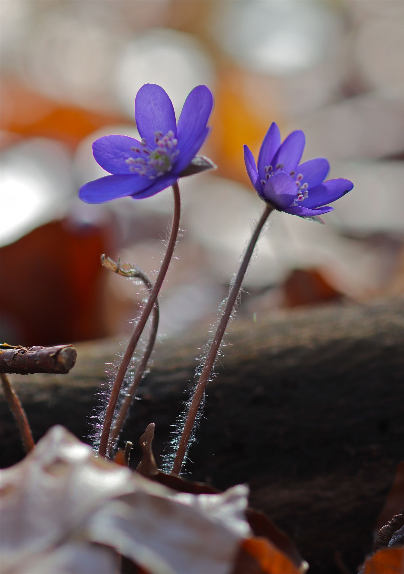 rhoen-leberblumchen_0246_20181229_2044364941