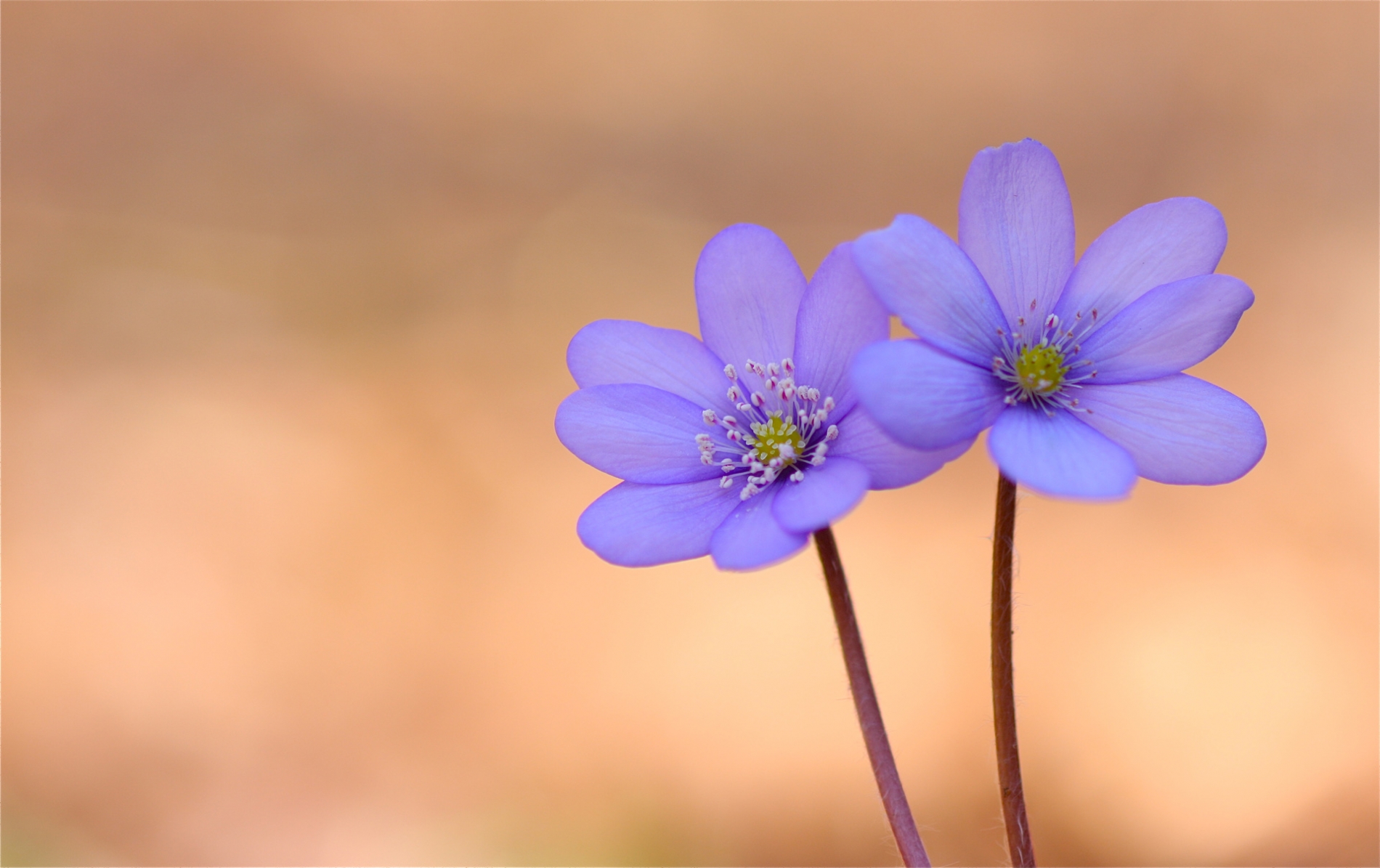 rhoen-leberblumchen_0756_20181229_1027114831