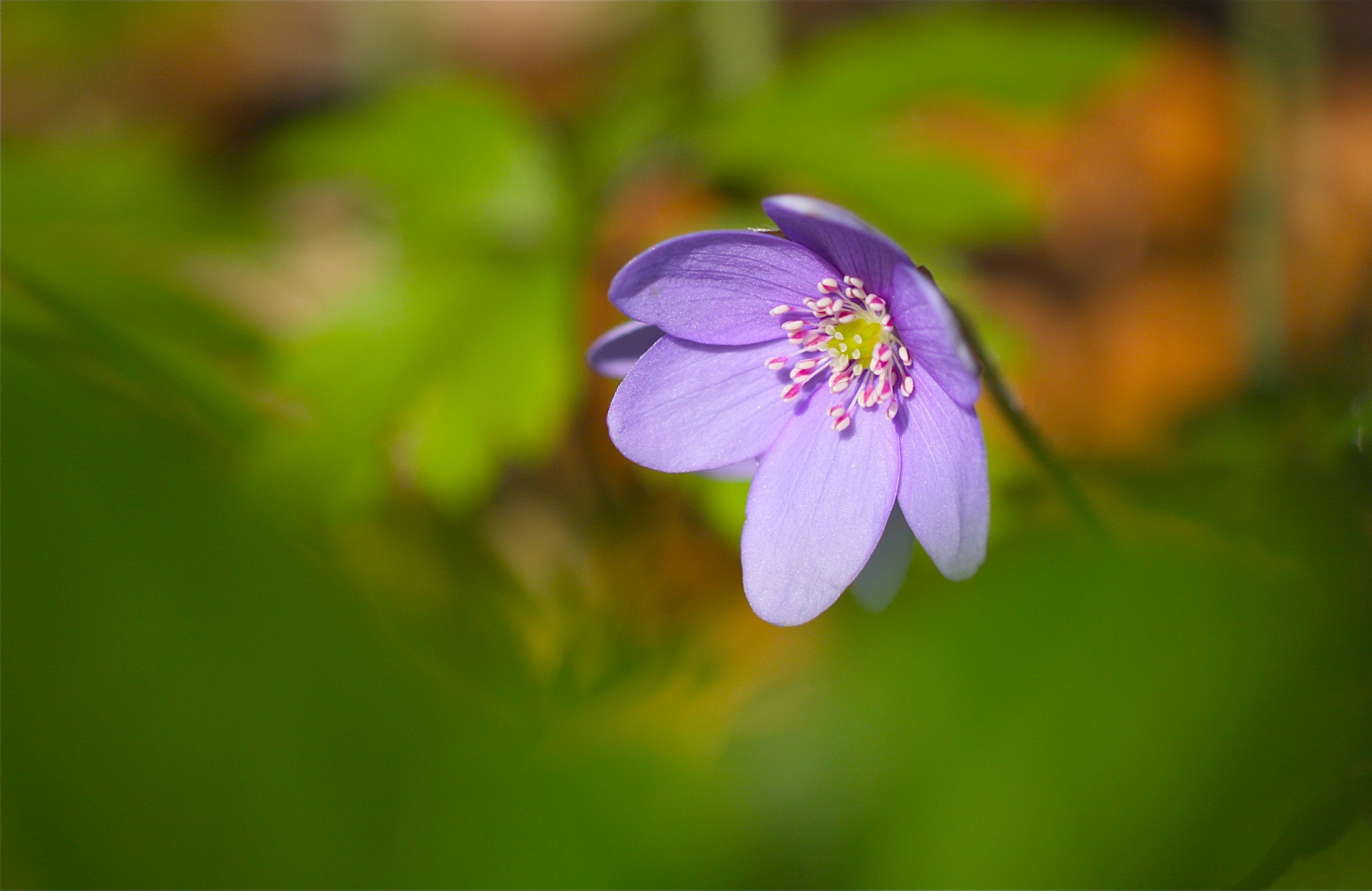 rhoen-leberblumchen_2413_20181229_1390273510