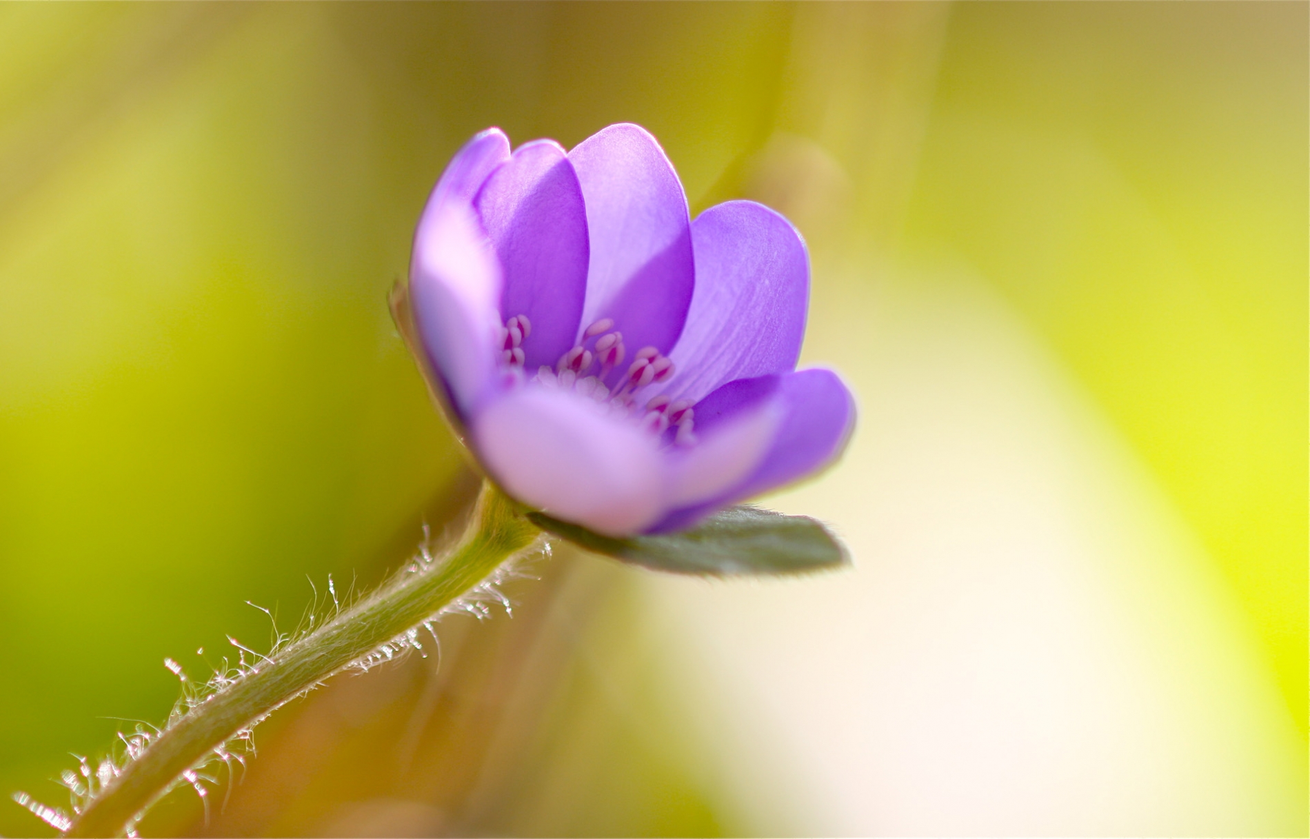 rhoen-leberblumchen_2458_20181229_1379061271