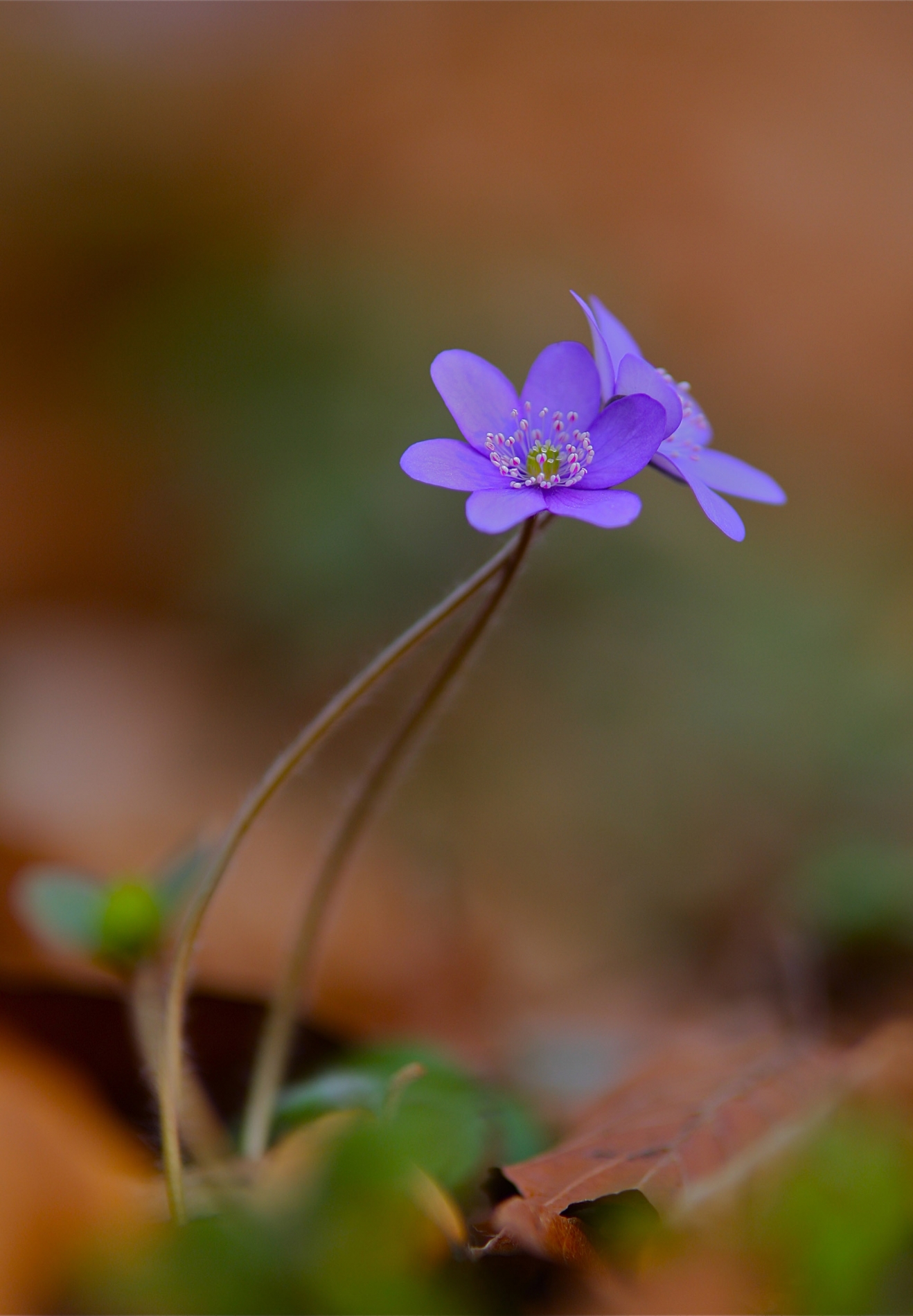 rhoen-leberblumchen_3651_20181229_2047824712