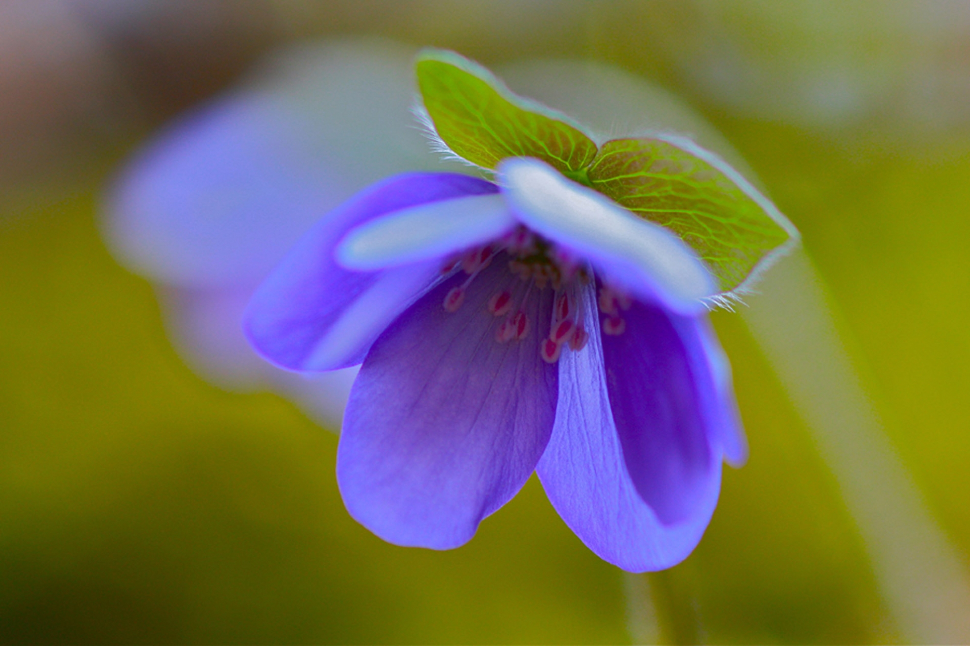 rhoen-leberblumchen_6709_20181229_1084396650