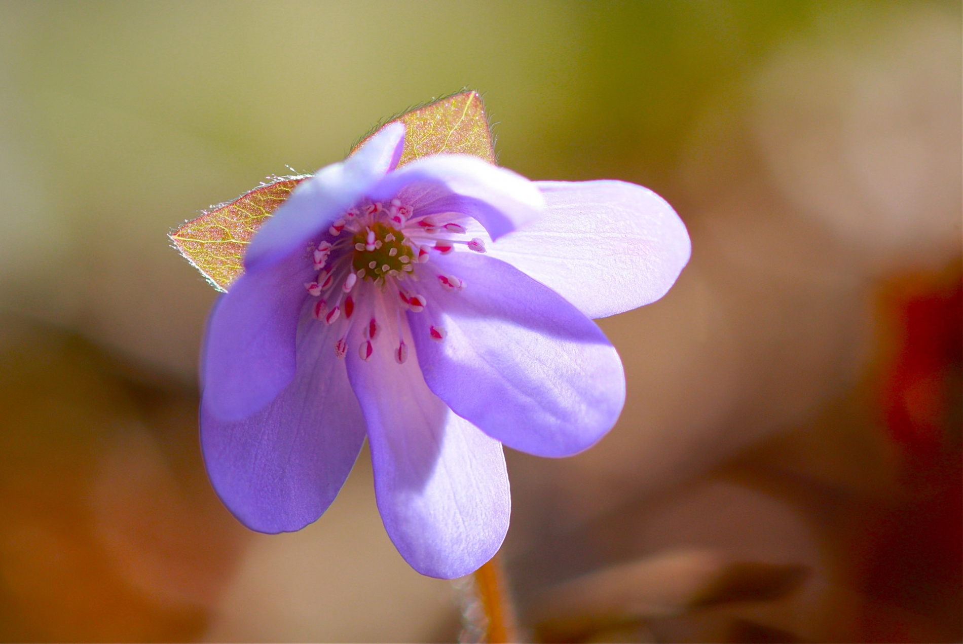 rhoen-leberblumchen_6744_20181229_1480208060