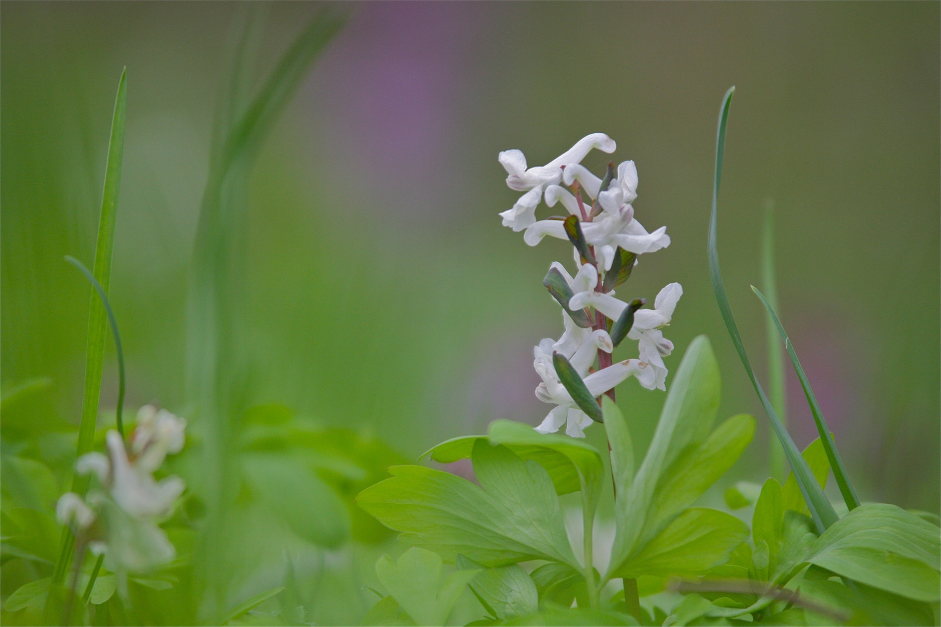 rhoen-lerchensporn_2055_20181229_1331433743