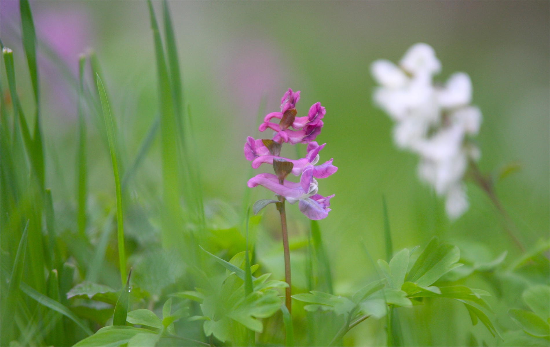 rhoen-lerchensporn_2056_20181229_1033713160