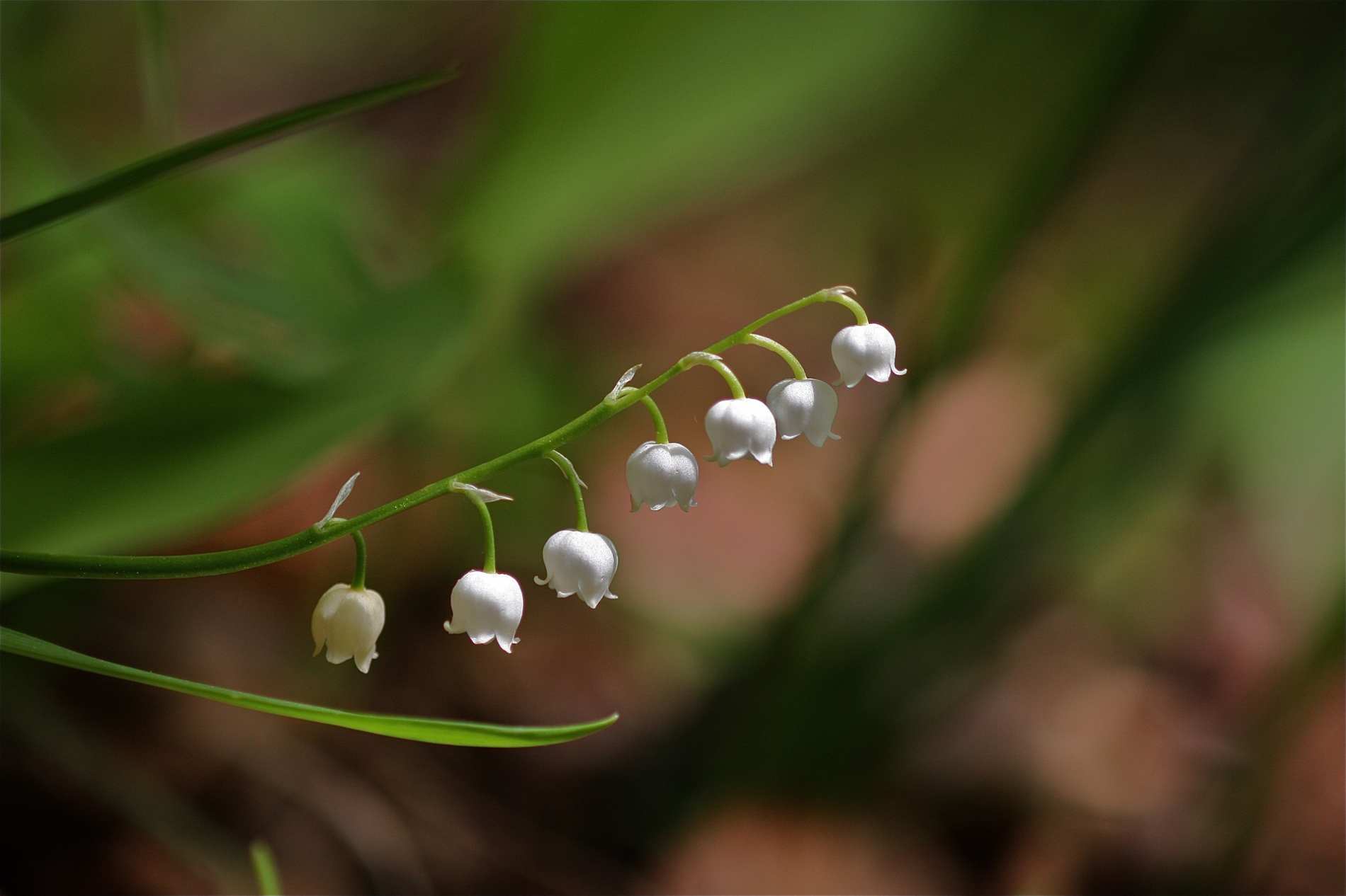rhoen-maiklockchen_5300_20181229_1082659761