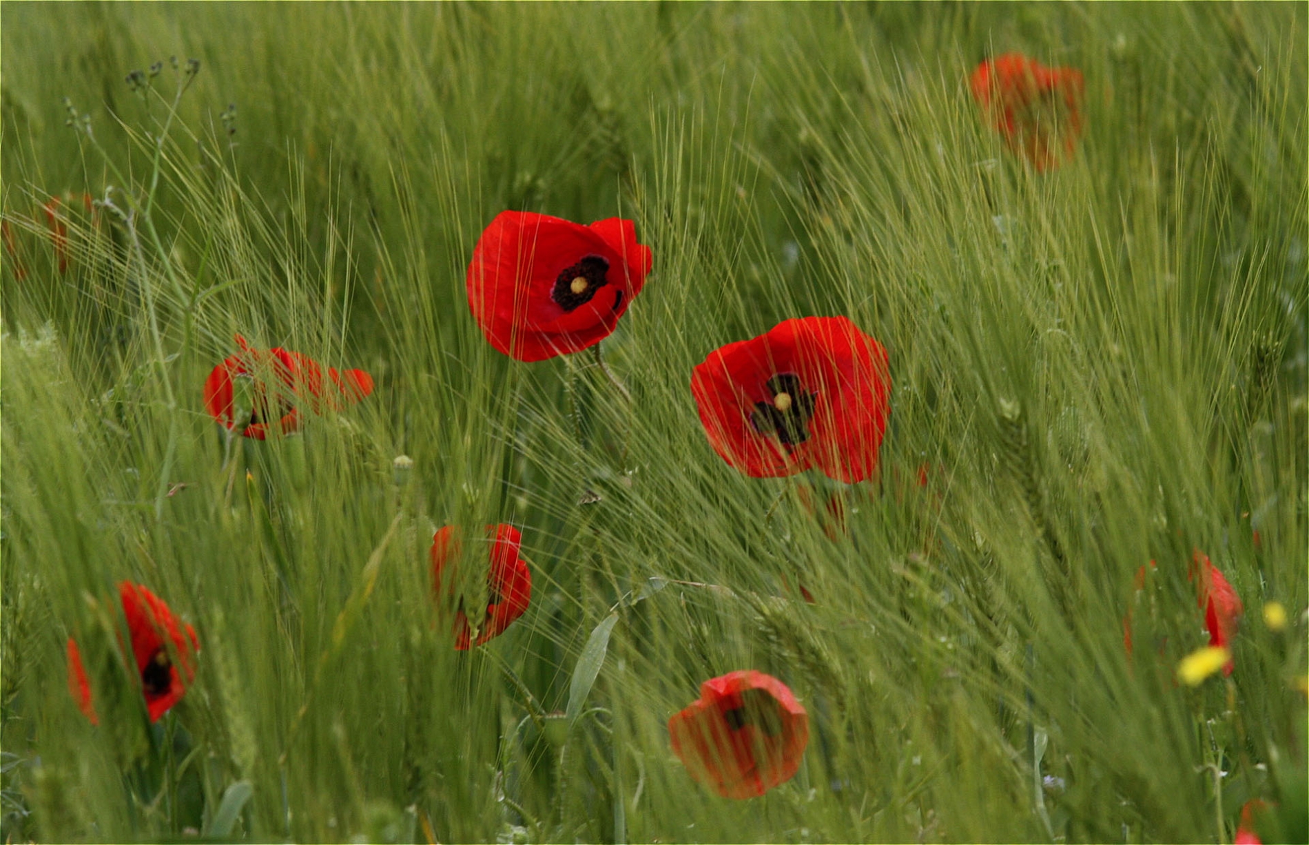 rhoen-mohn_7614_20181231_1815823856