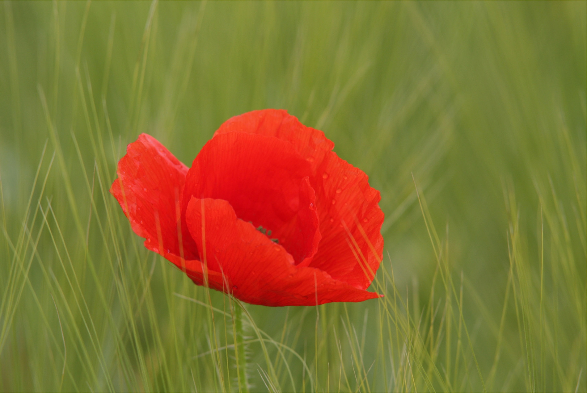 rhoen-mohn_7627_20181231_1798280088