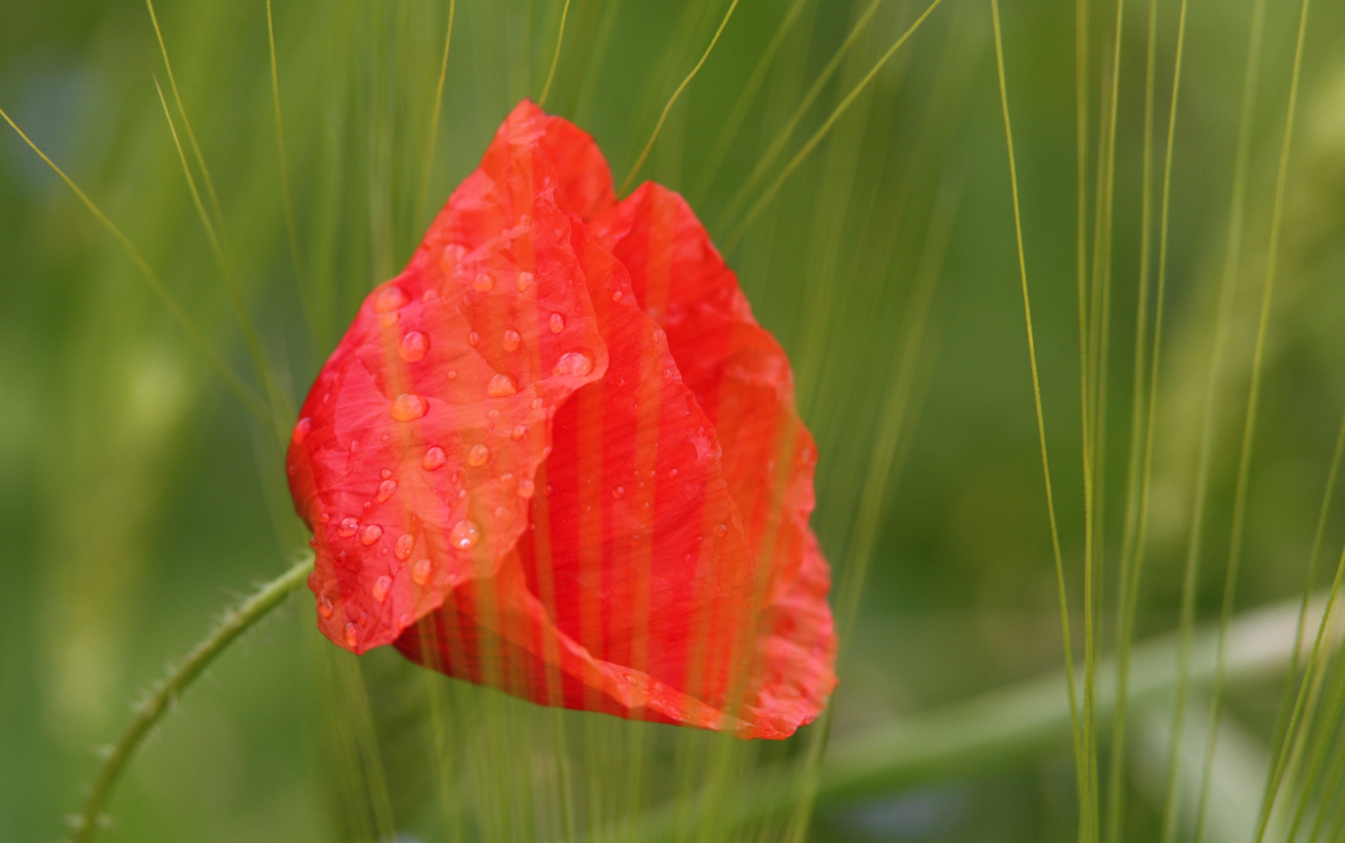 rhoen-mohn_7629_20181231_1585688818