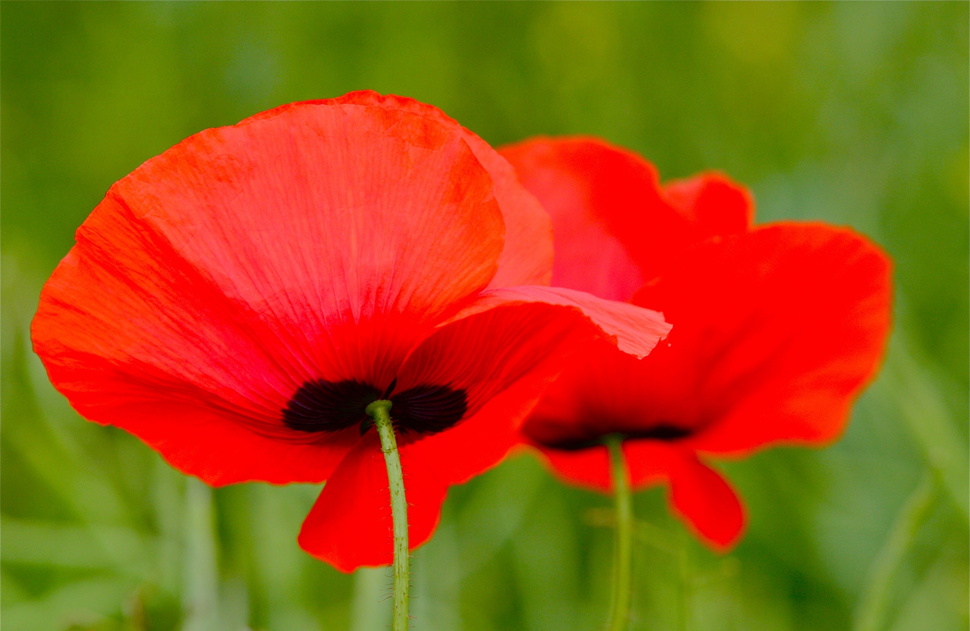 rhoen-mohn_8723_20181231_1679917606