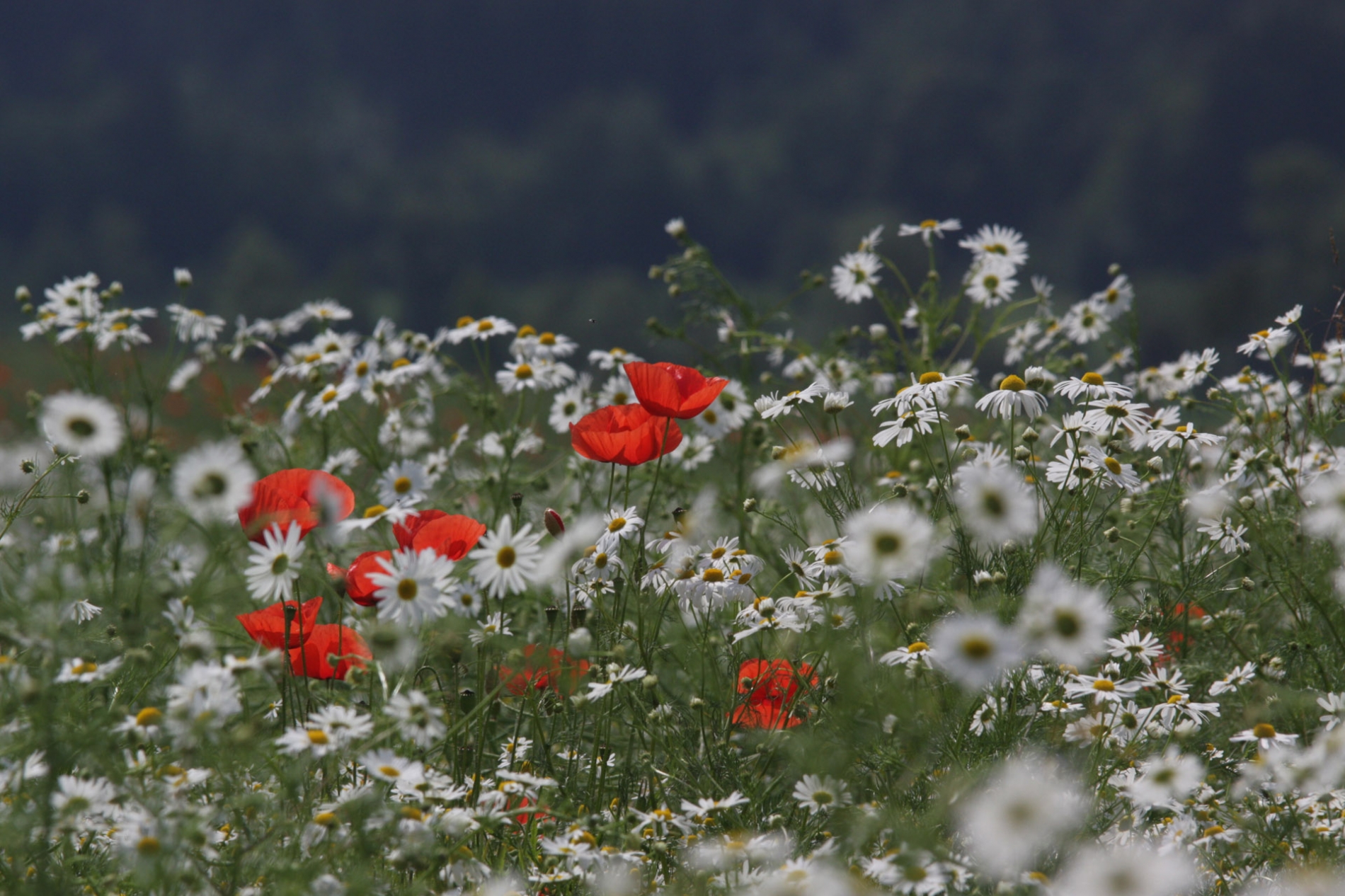 rhoen-mohn_9440_20181231_1218277239