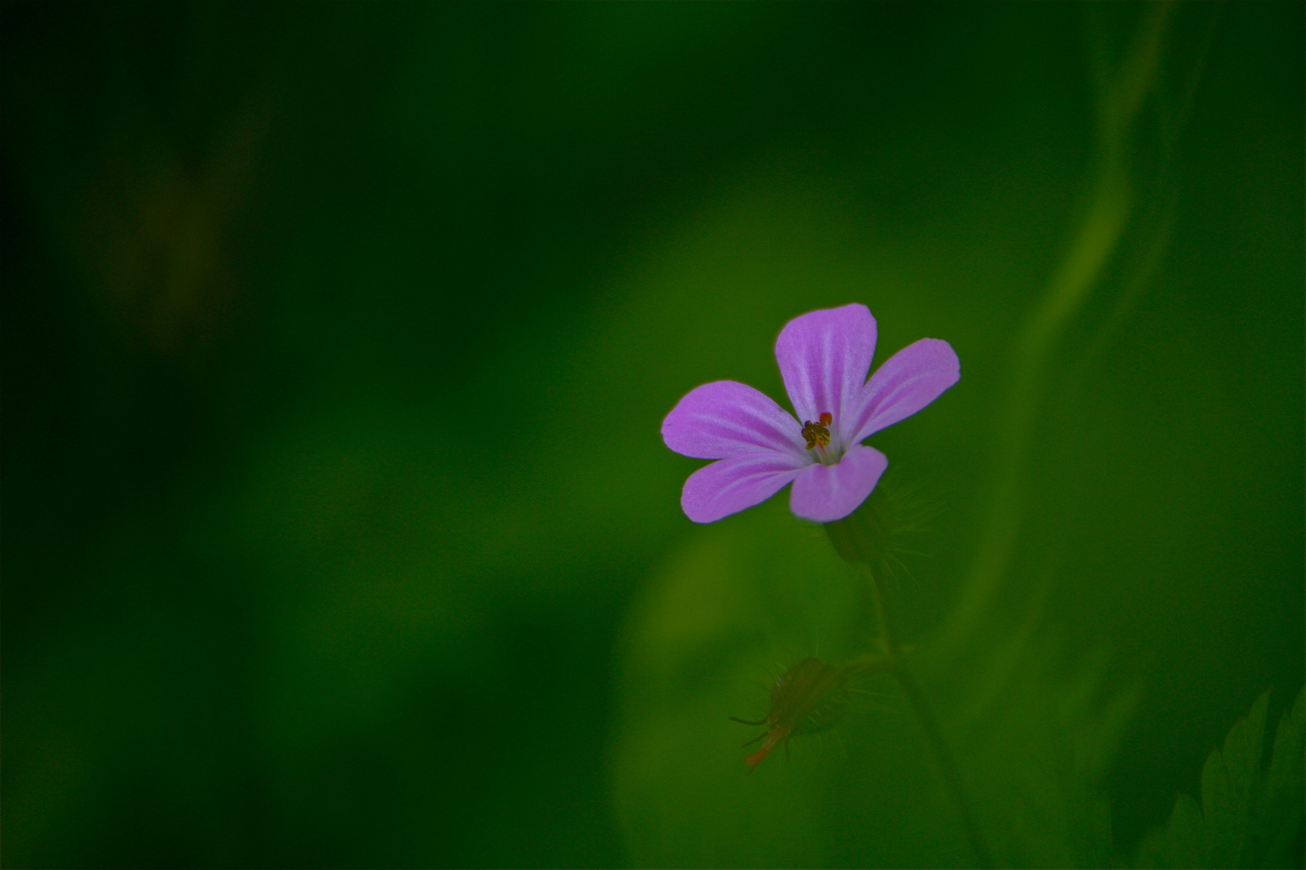 rhoen-ruprechtskraut_7003_20181229_1899437765