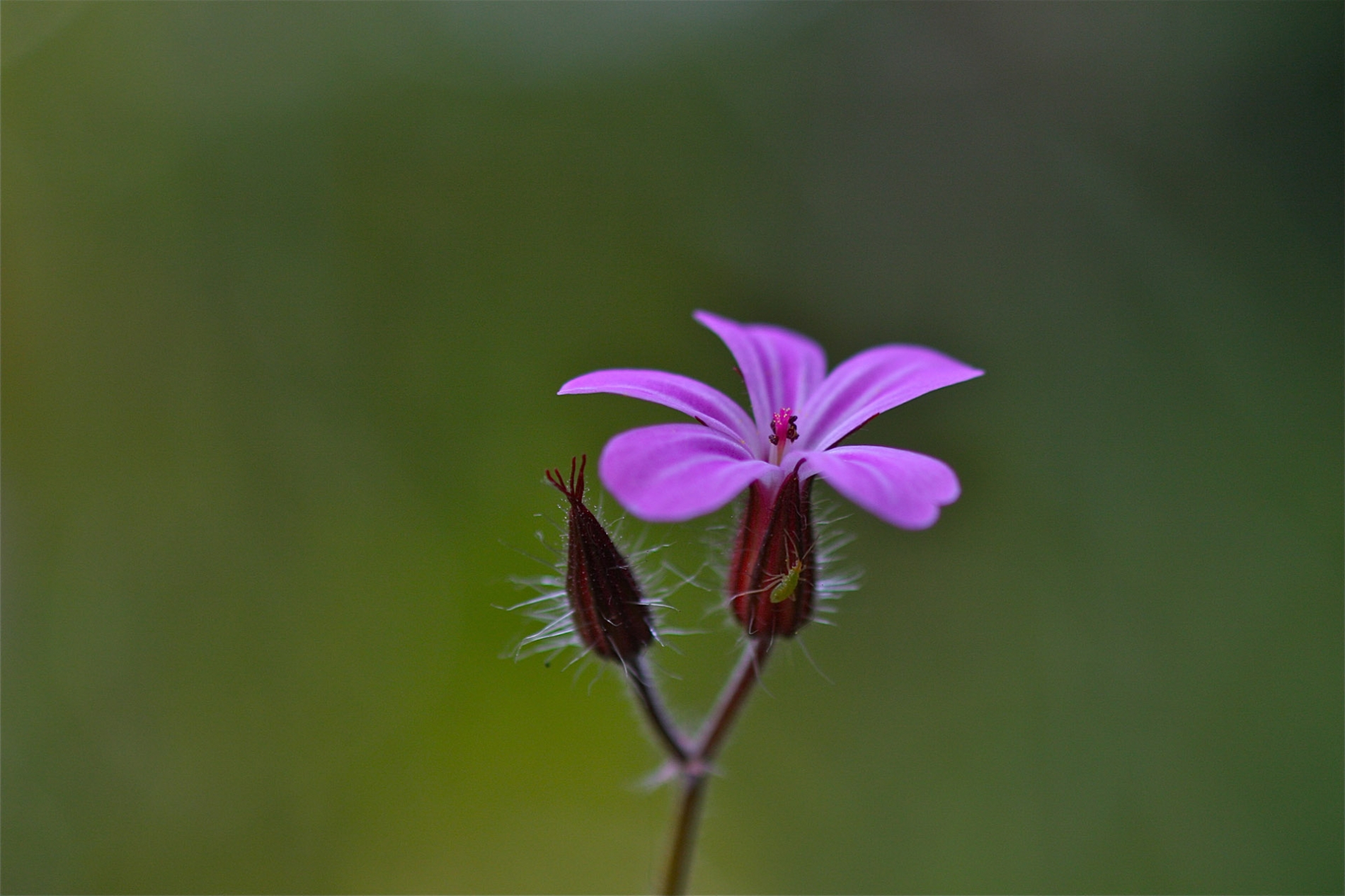 rhoen-ruprechtskraut_7440_20181229_1973345966